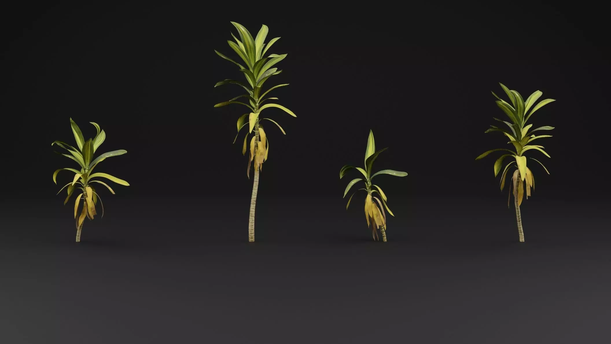 Dracaena draco 3D model_1