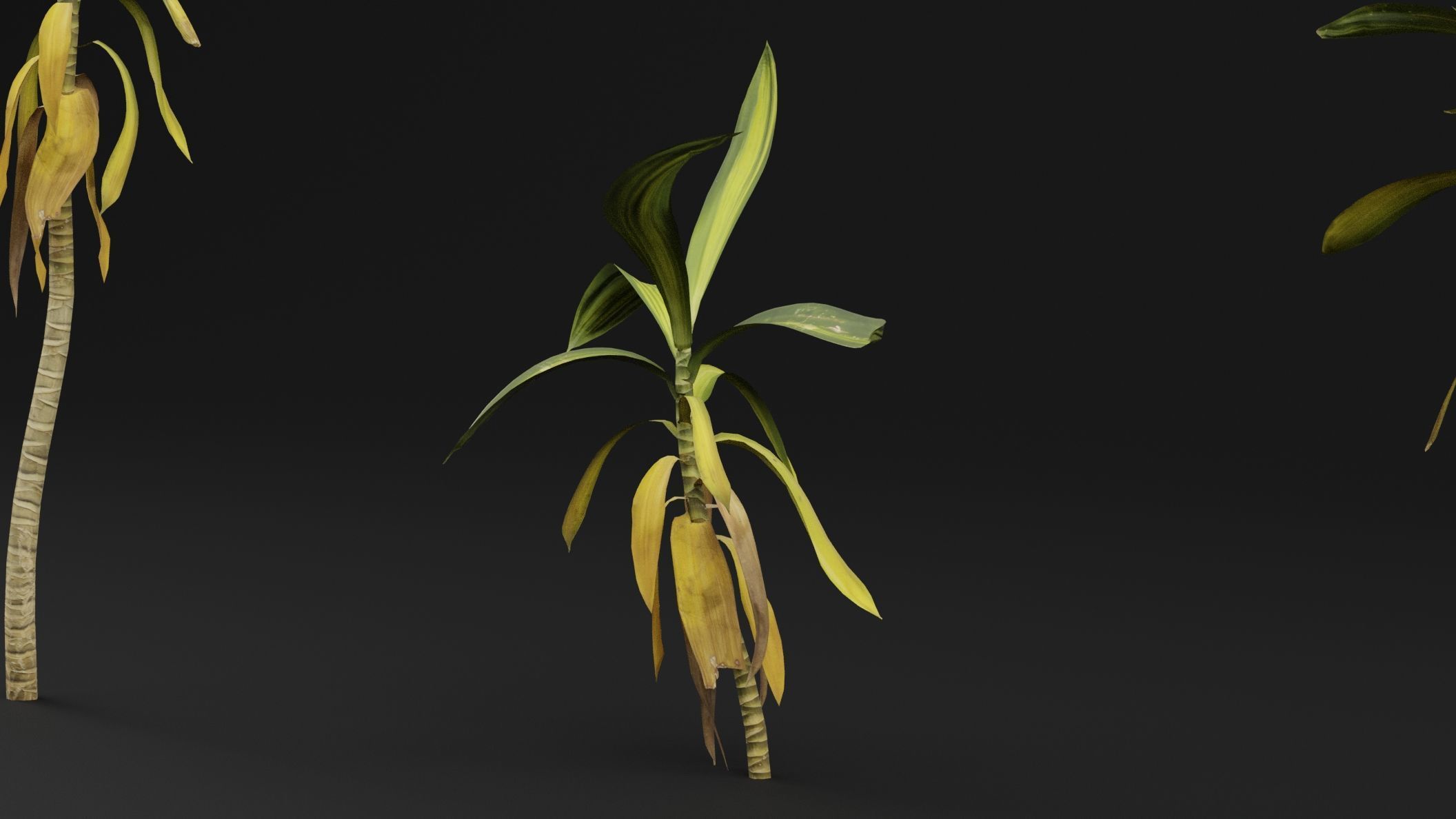 Dracaena draco 3D model_0
