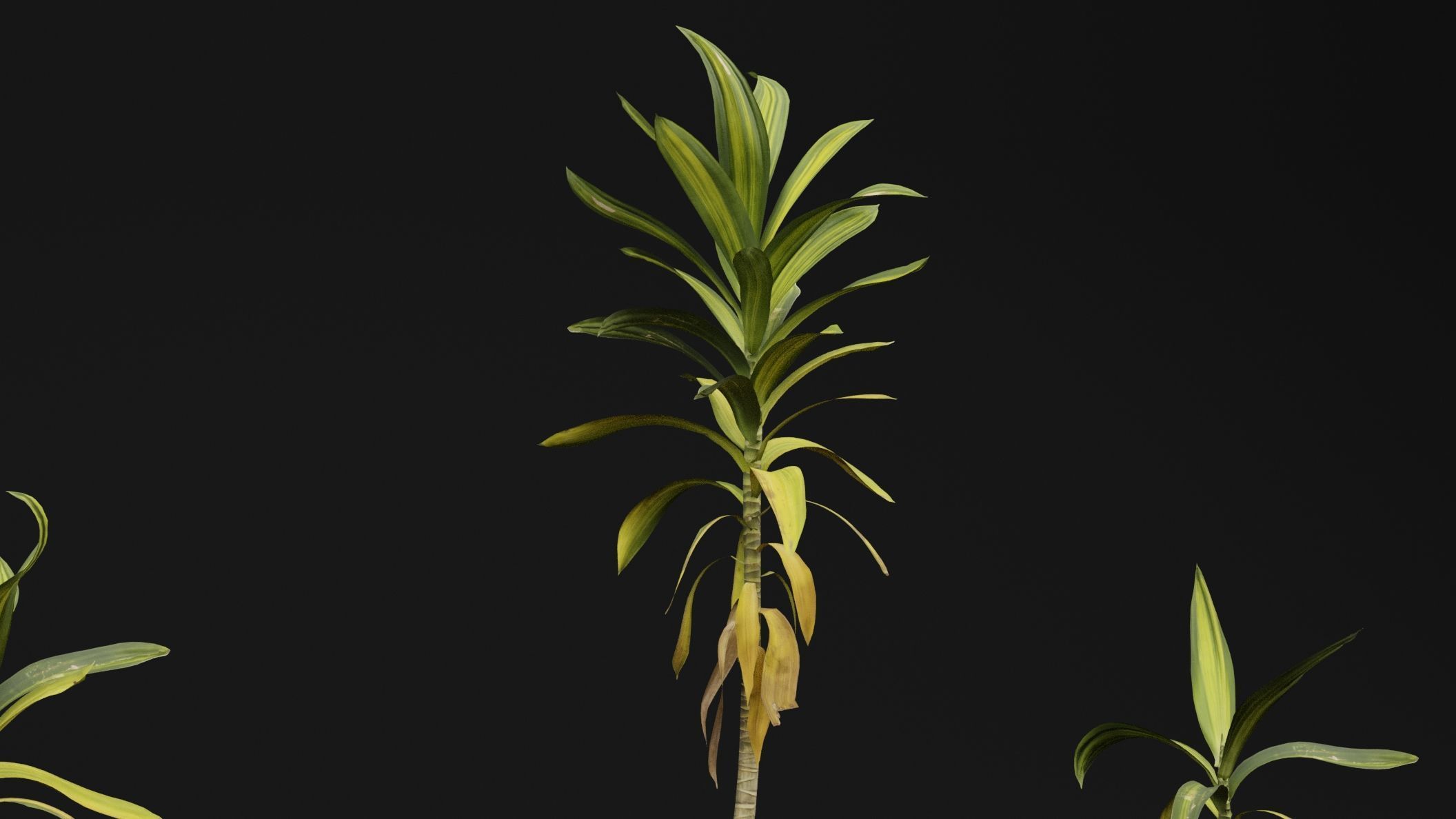 Dracaena draco 3D model_3