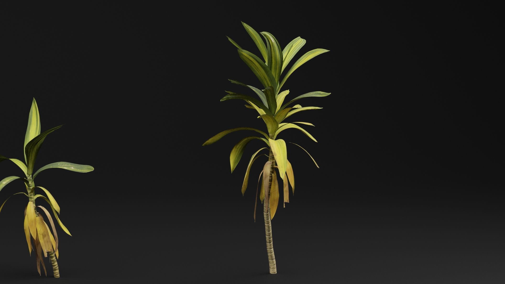 Dracaena draco 3D model_2