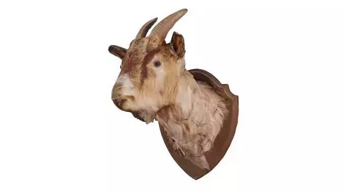 Goat Head Low-poly 3D model