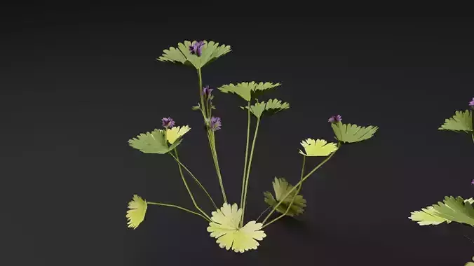 Doves foot cranes bill plant