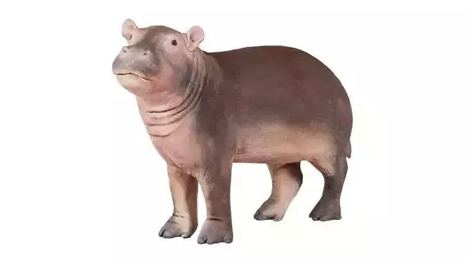 Infant Hippo Hippopotamus Amphibius Low-poly 3D model