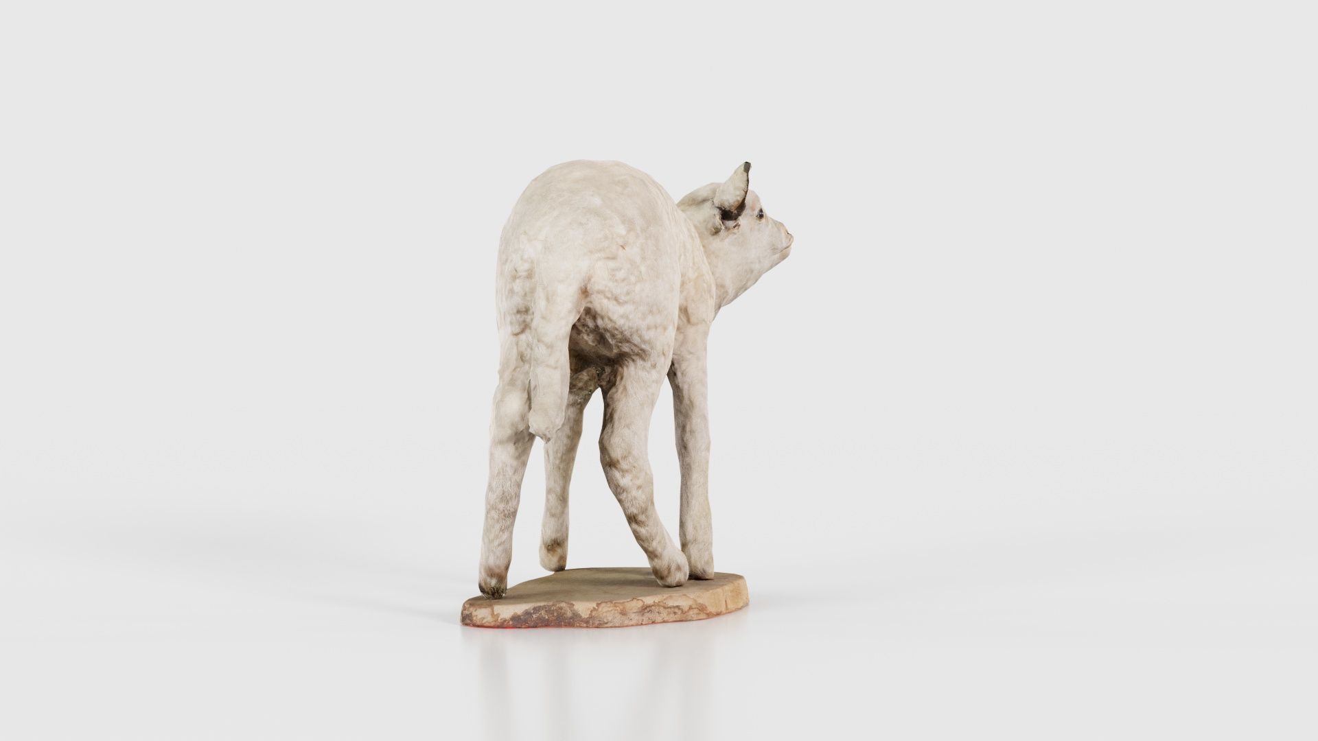 Lamb Mutton Low-poly 3D model_18