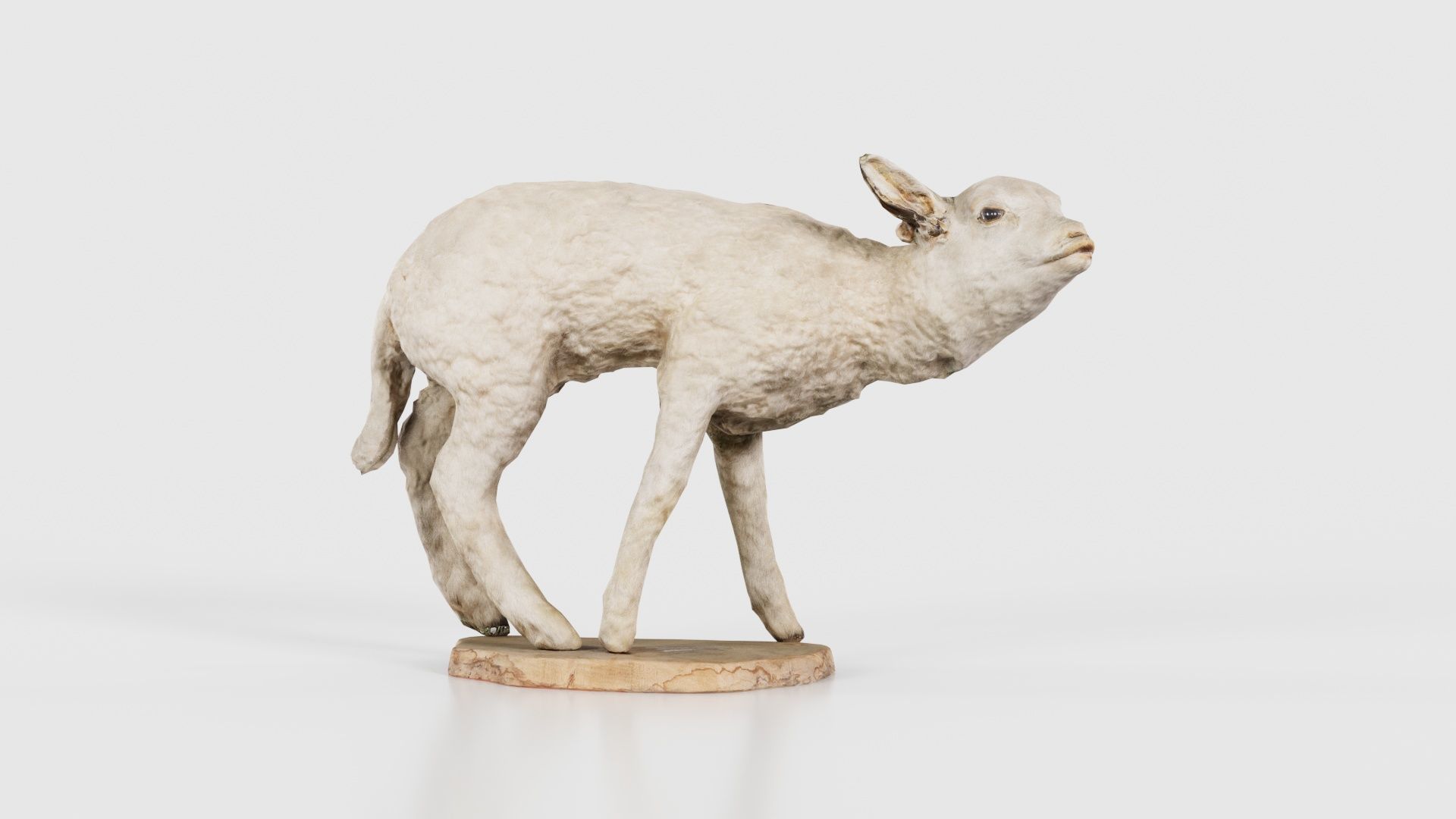 Lamb Mutton Low-poly 3D model_15