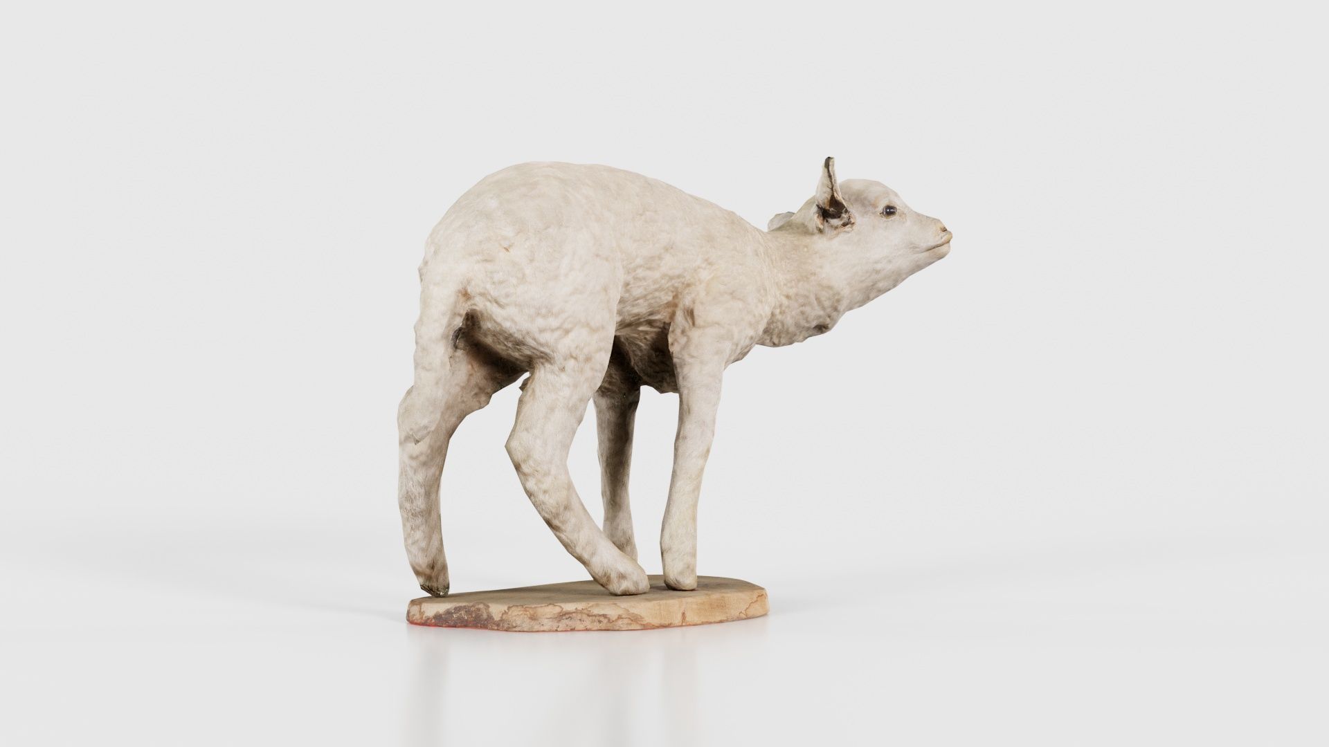 Lamb Mutton Low-poly 3D model_17