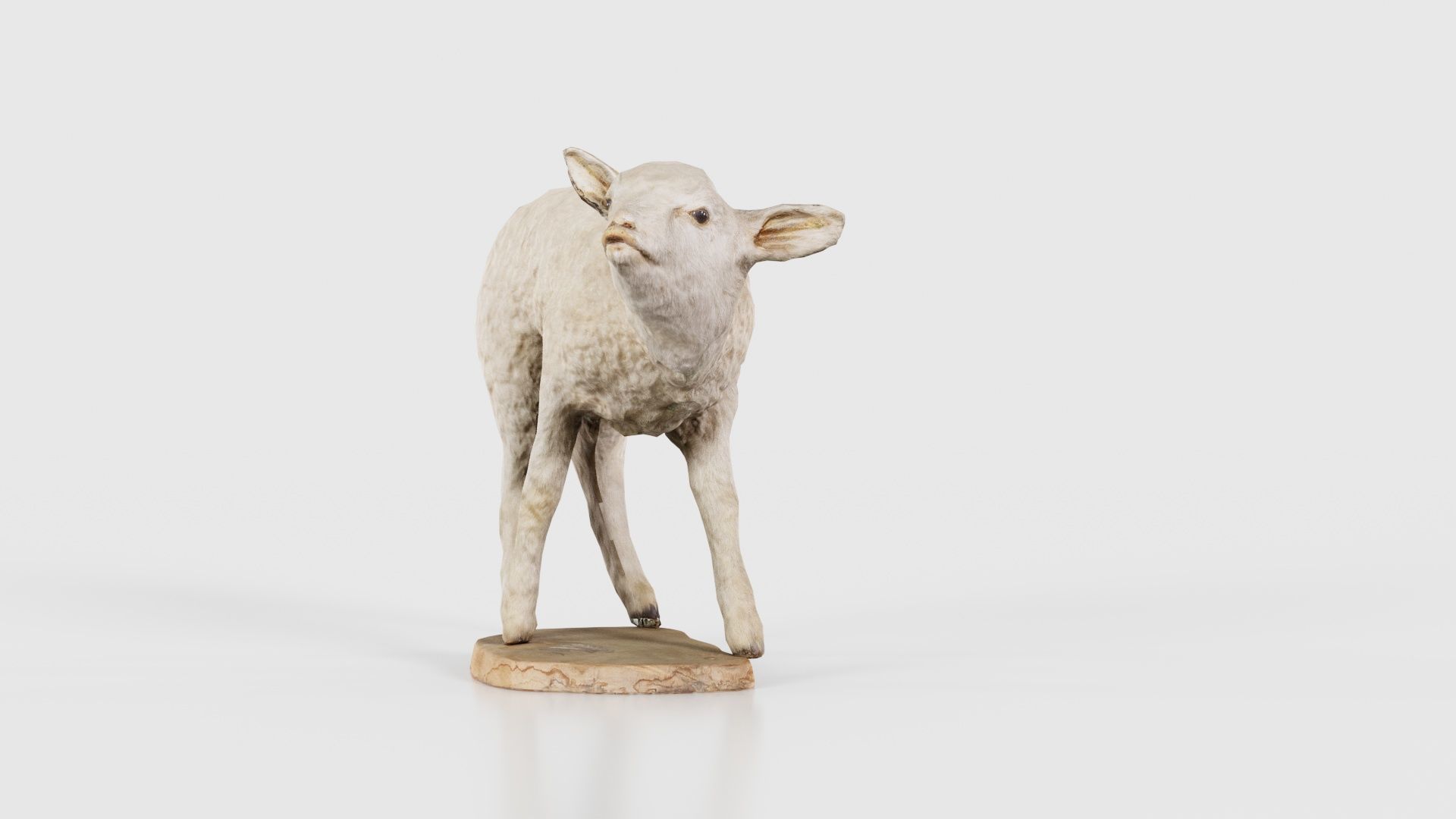 Lamb Mutton Low-poly 3D model_25