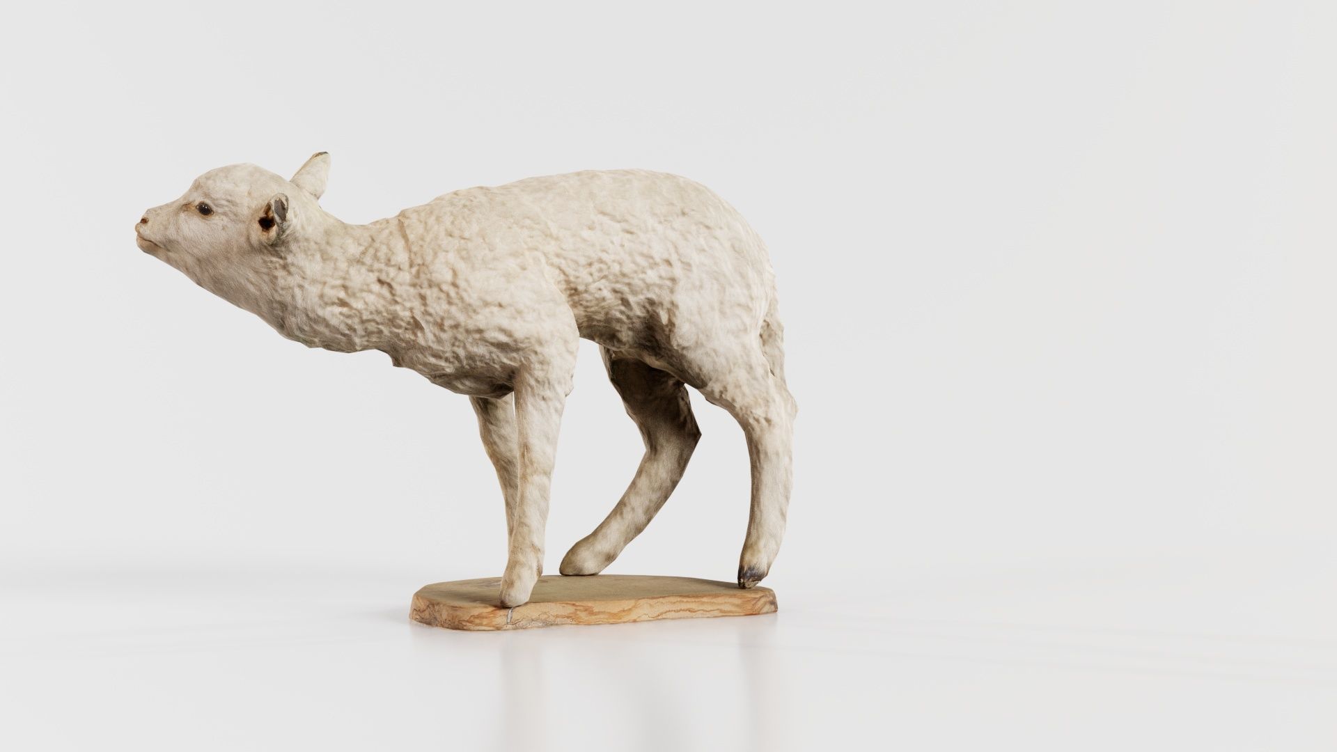 Lamb Mutton Low-poly 3D model_5