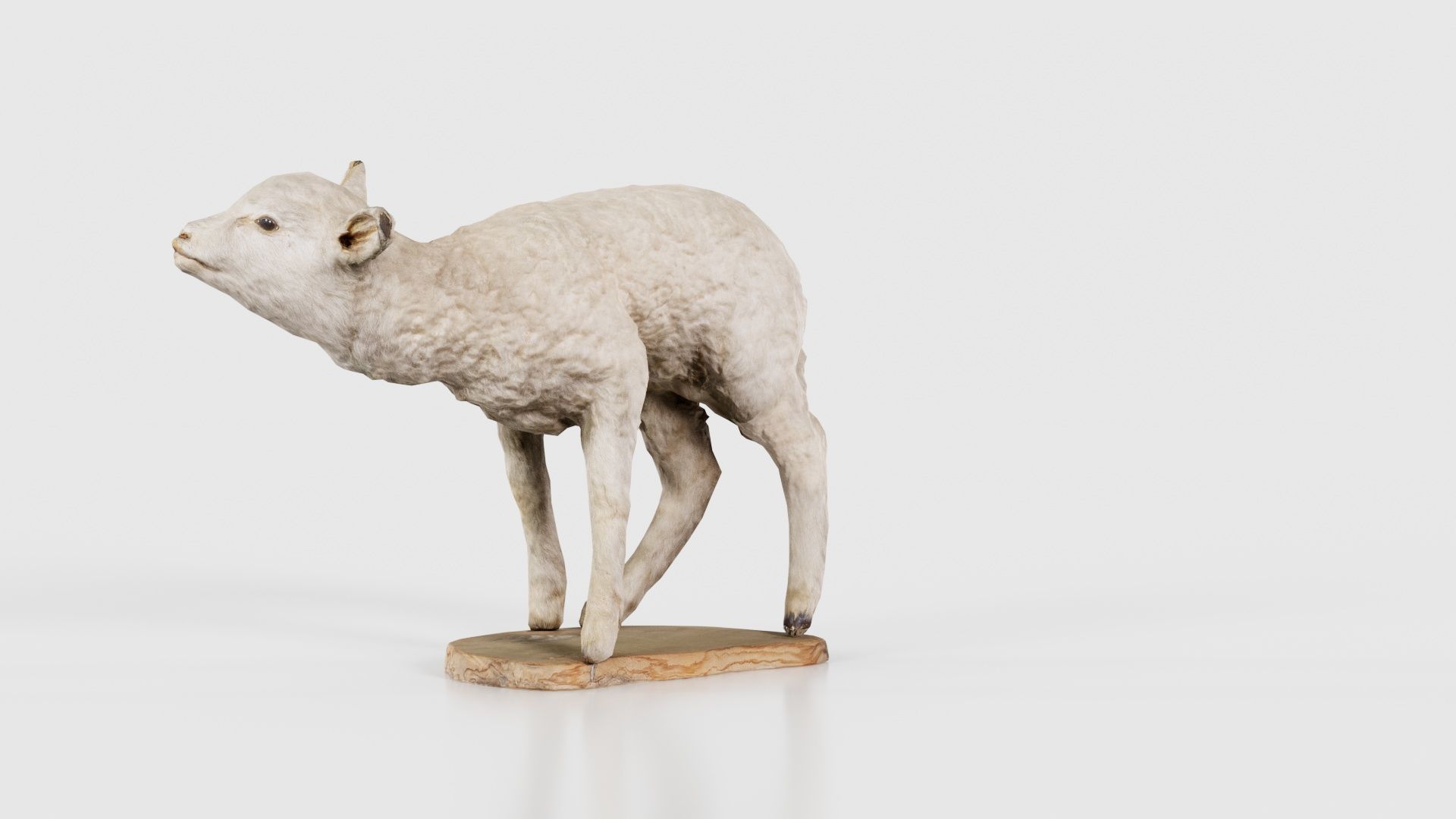 Lamb Mutton Low-poly 3D model_23