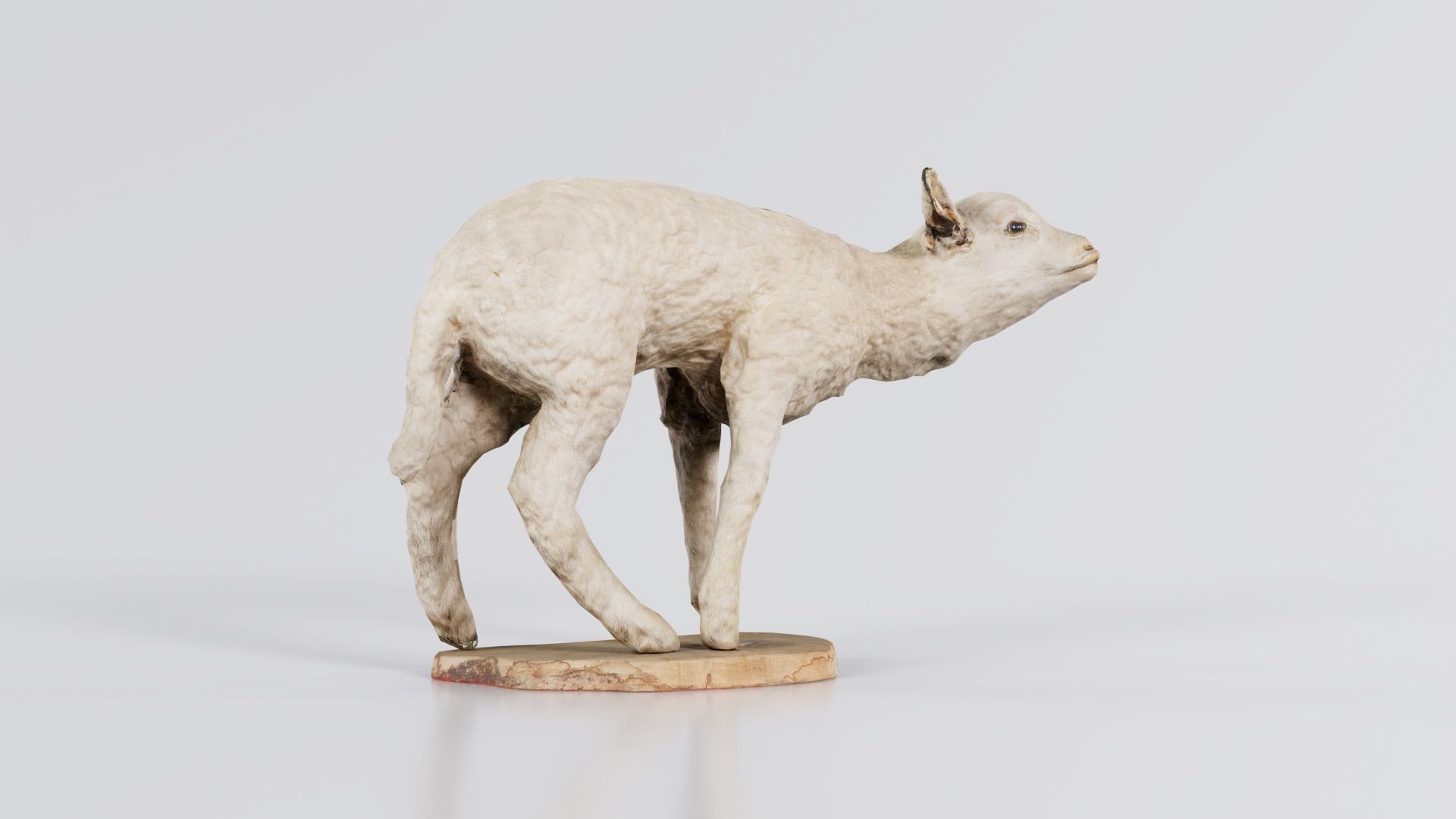 Lamb Mutton Low-poly 3D model_4