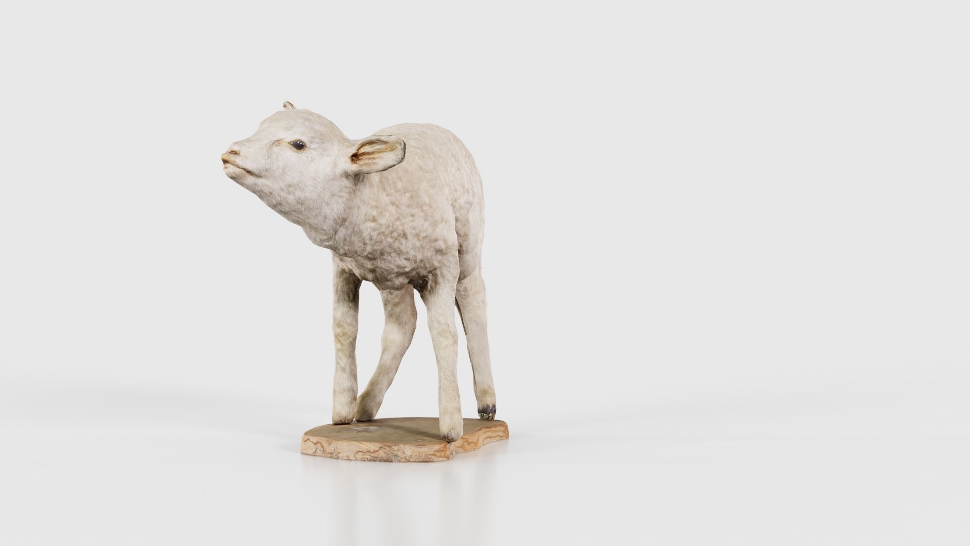 Lamb Mutton Low-poly 3D model_24