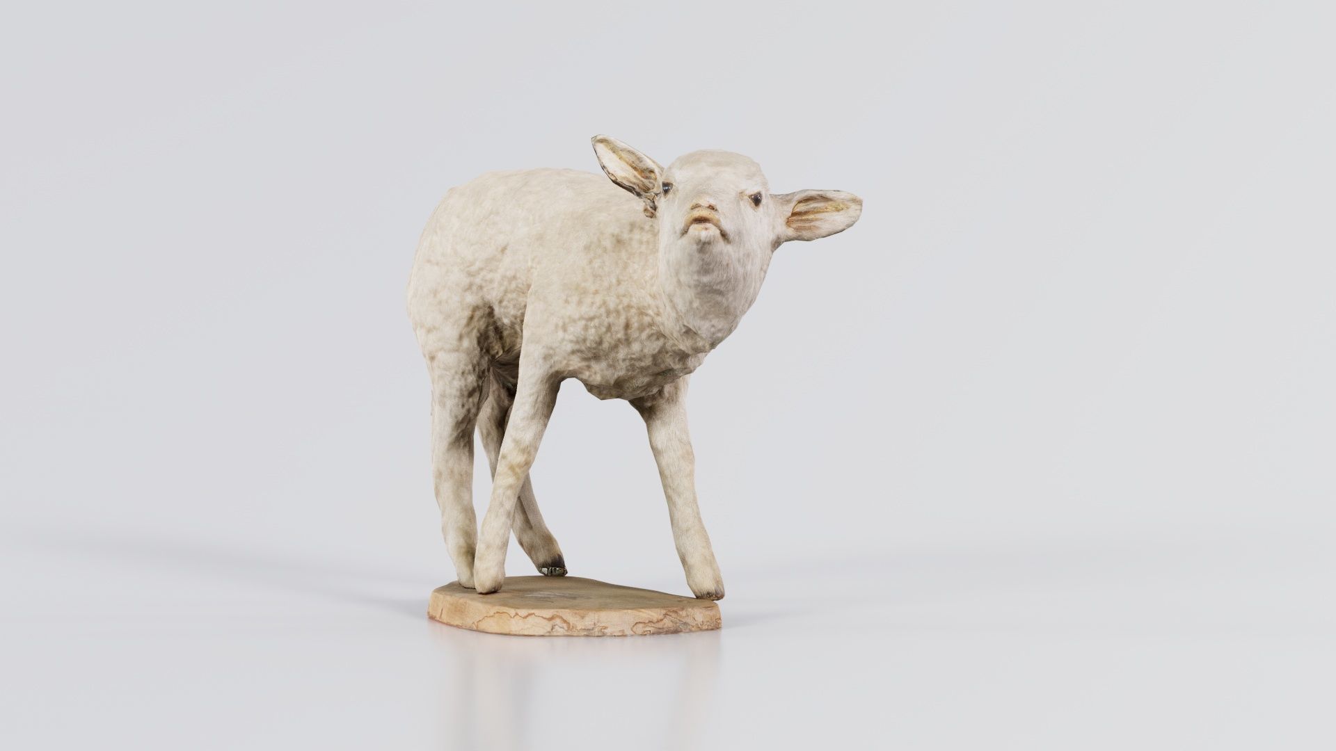 Lamb Mutton Low-poly 3D model_7