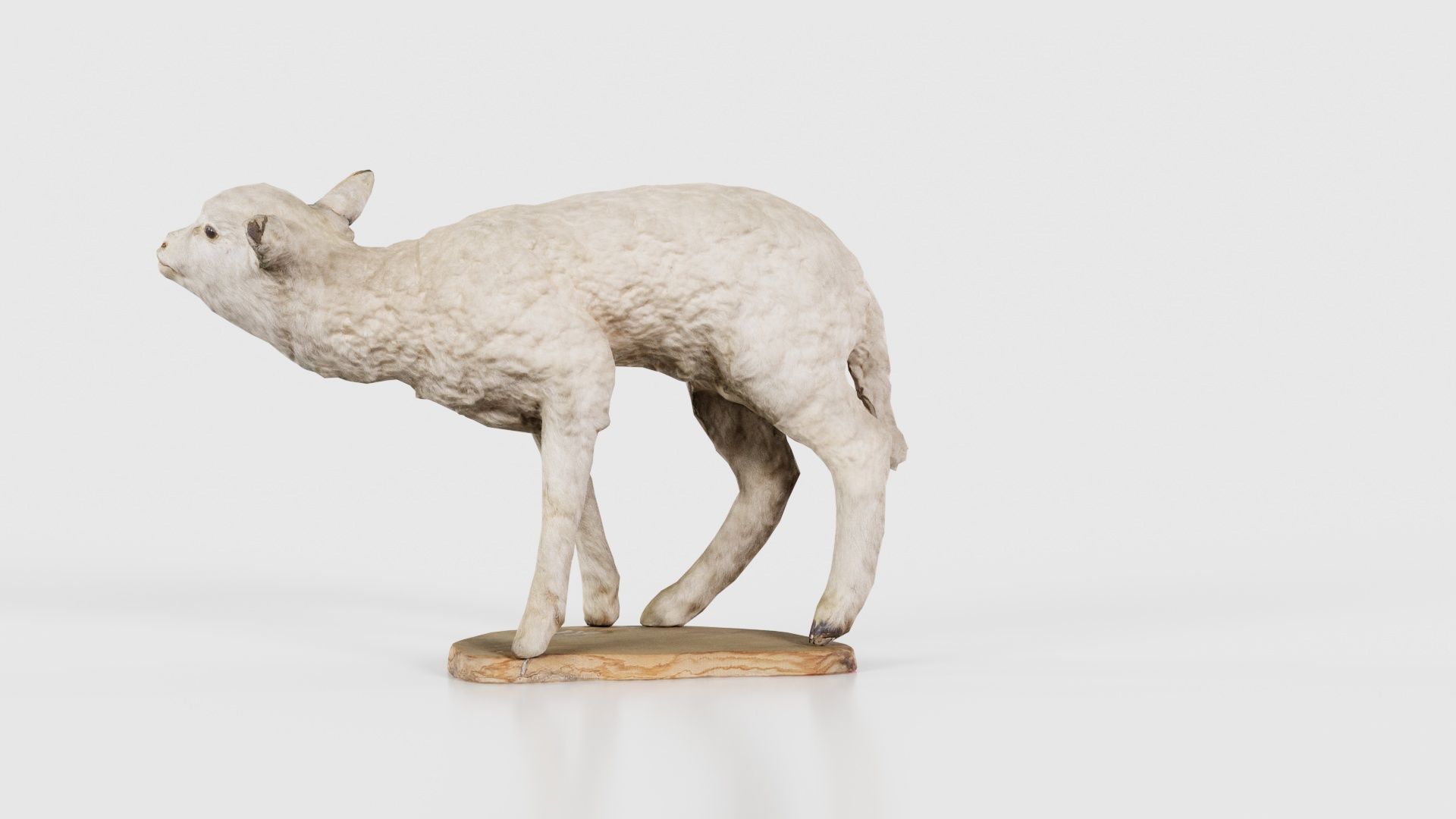 Lamb Mutton Low-poly 3D model_22