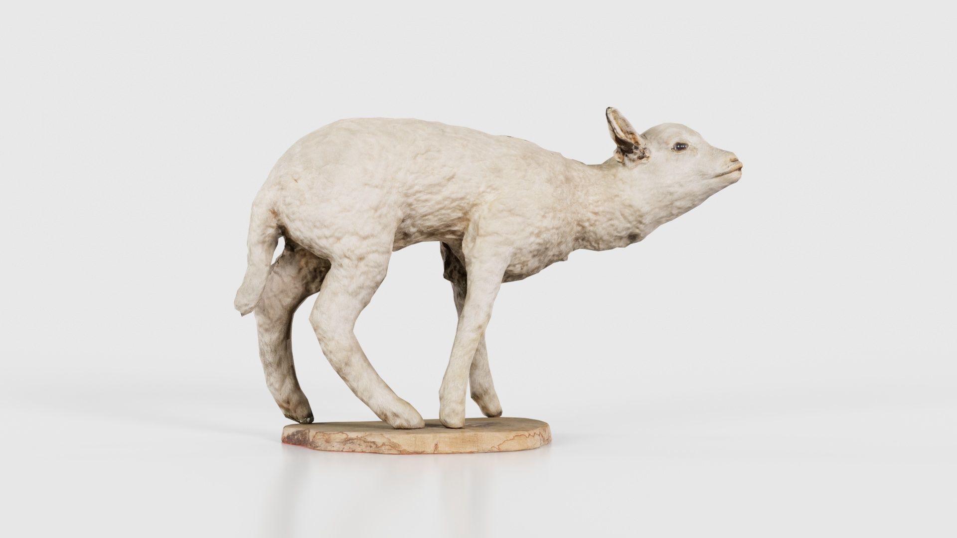 Lamb Mutton Low-poly 3D model_16