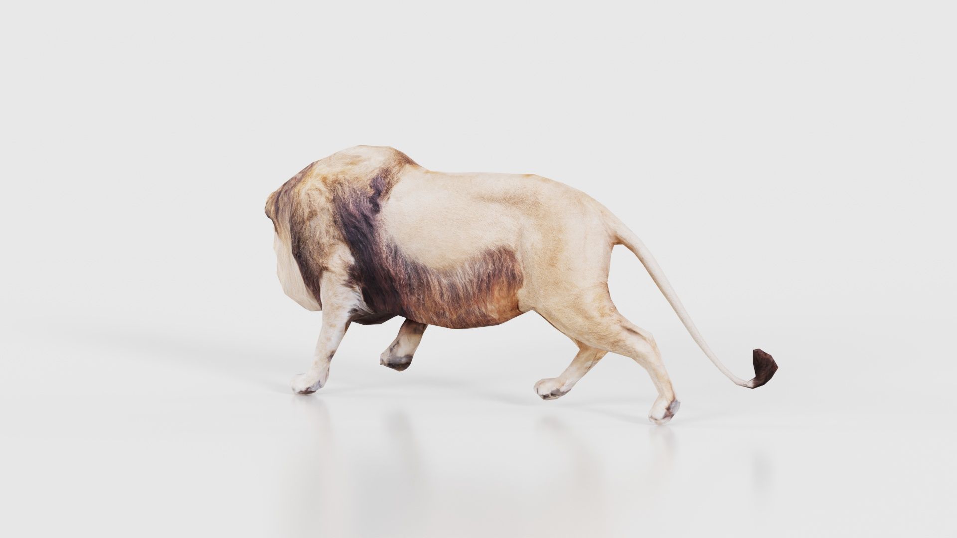 Lion Low-poly 3D model_21