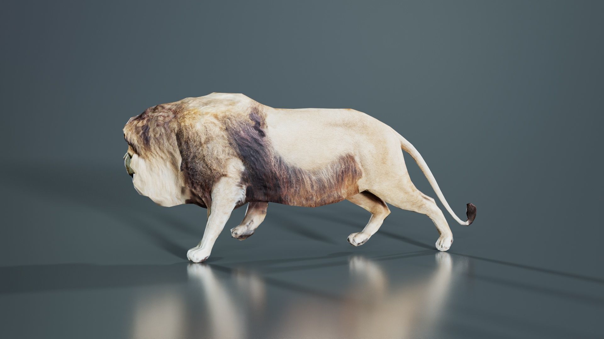 Lion Low-poly 3D model_8