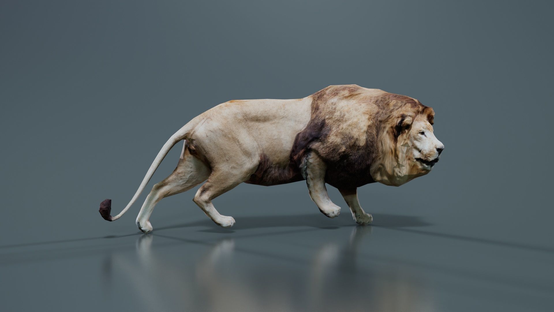Lion Low-poly 3D model_2