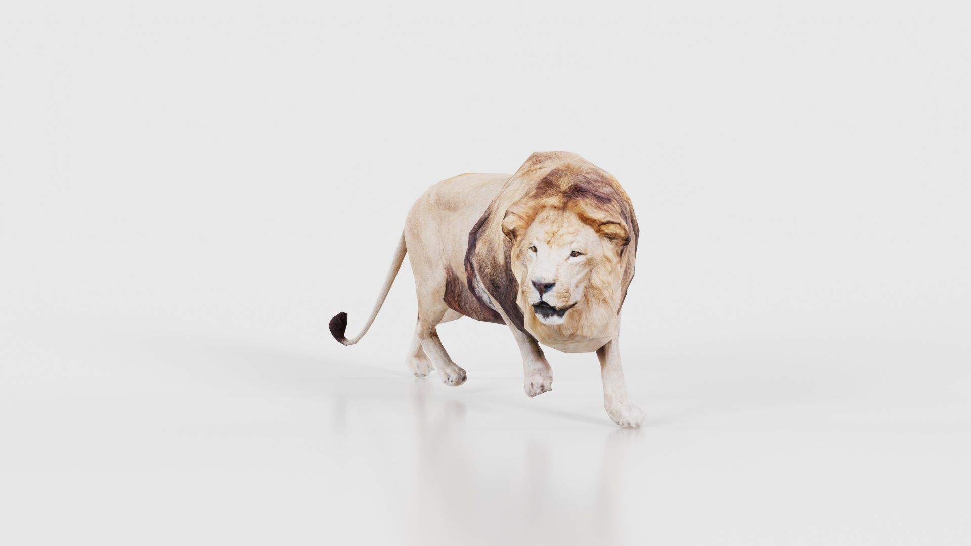 Lion Low-poly 3D model_26