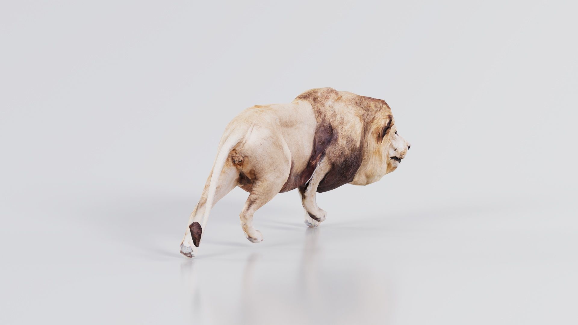 Lion Low-poly 3D model_6