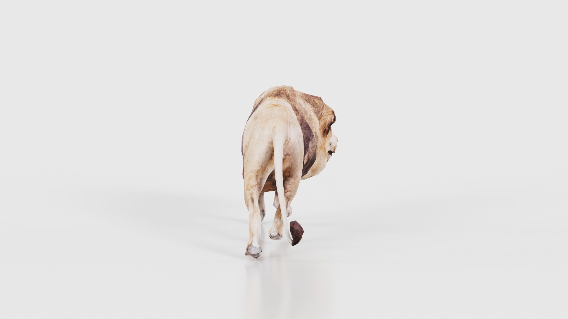 Lion Low-poly 3D model_19