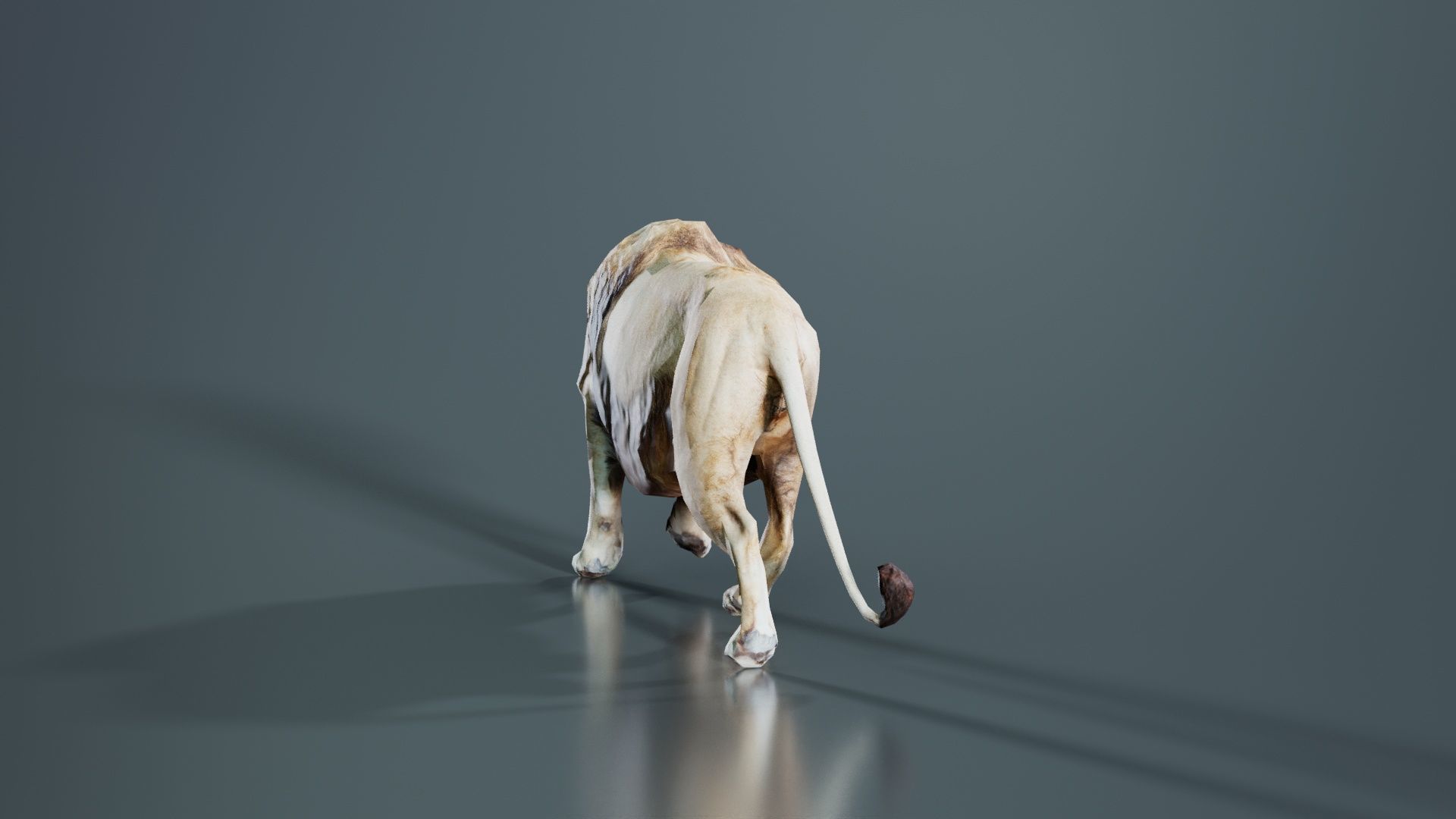 Lion Low-poly 3D model_5