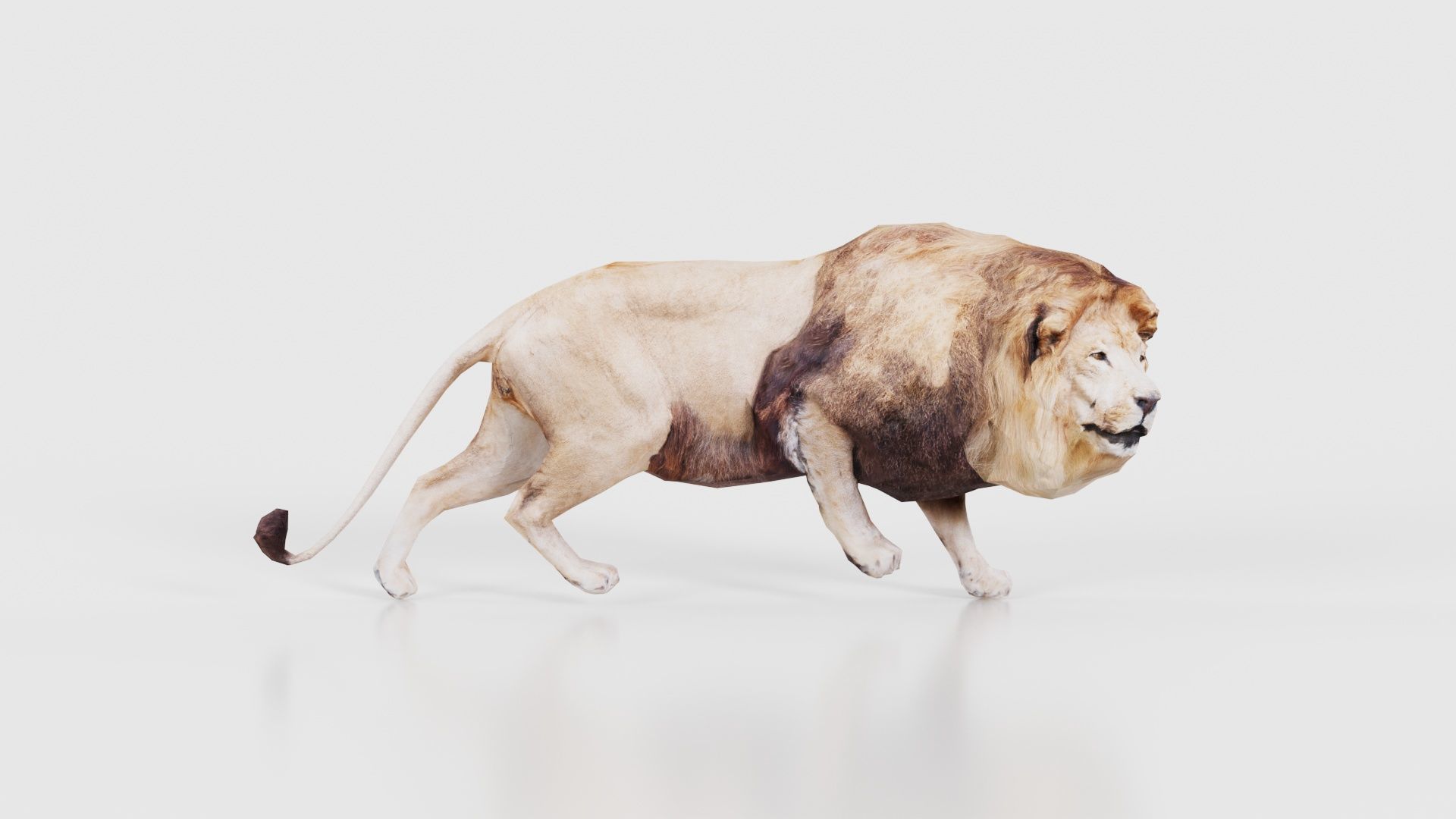 Lion Low-poly 3D model_16