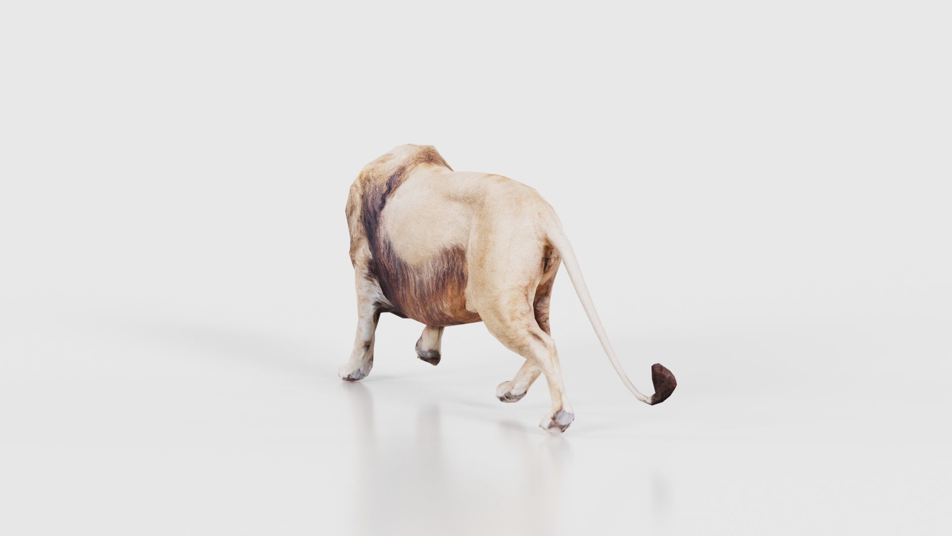 Lion Low-poly 3D model_20