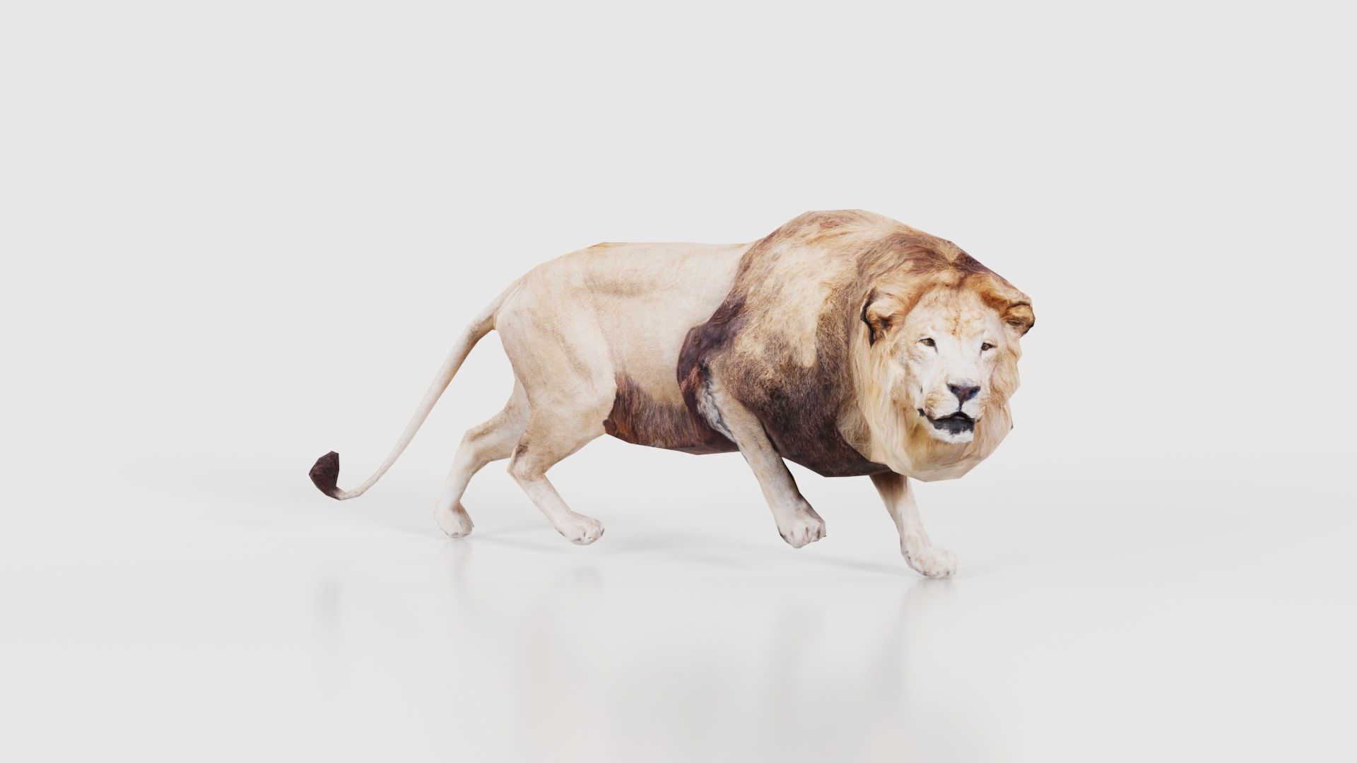 Lion Low-poly 3D model_15
