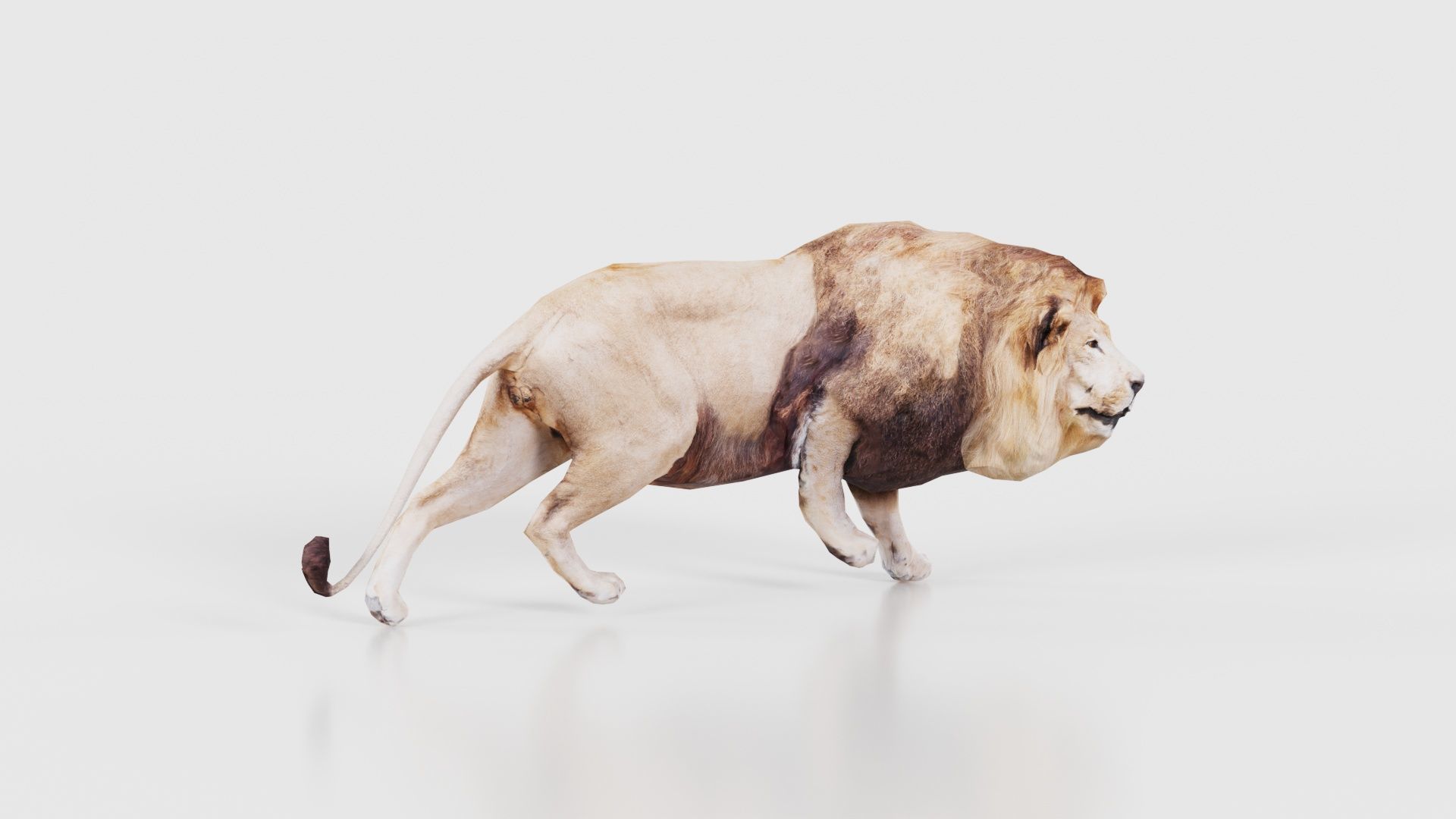 Lion Low-poly 3D model_17
