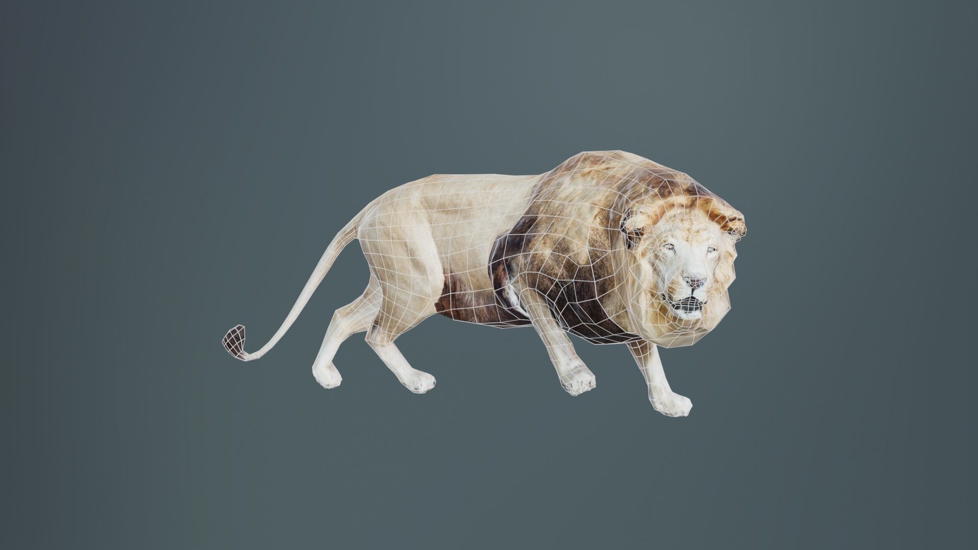 Lion Low-poly 3D model_9