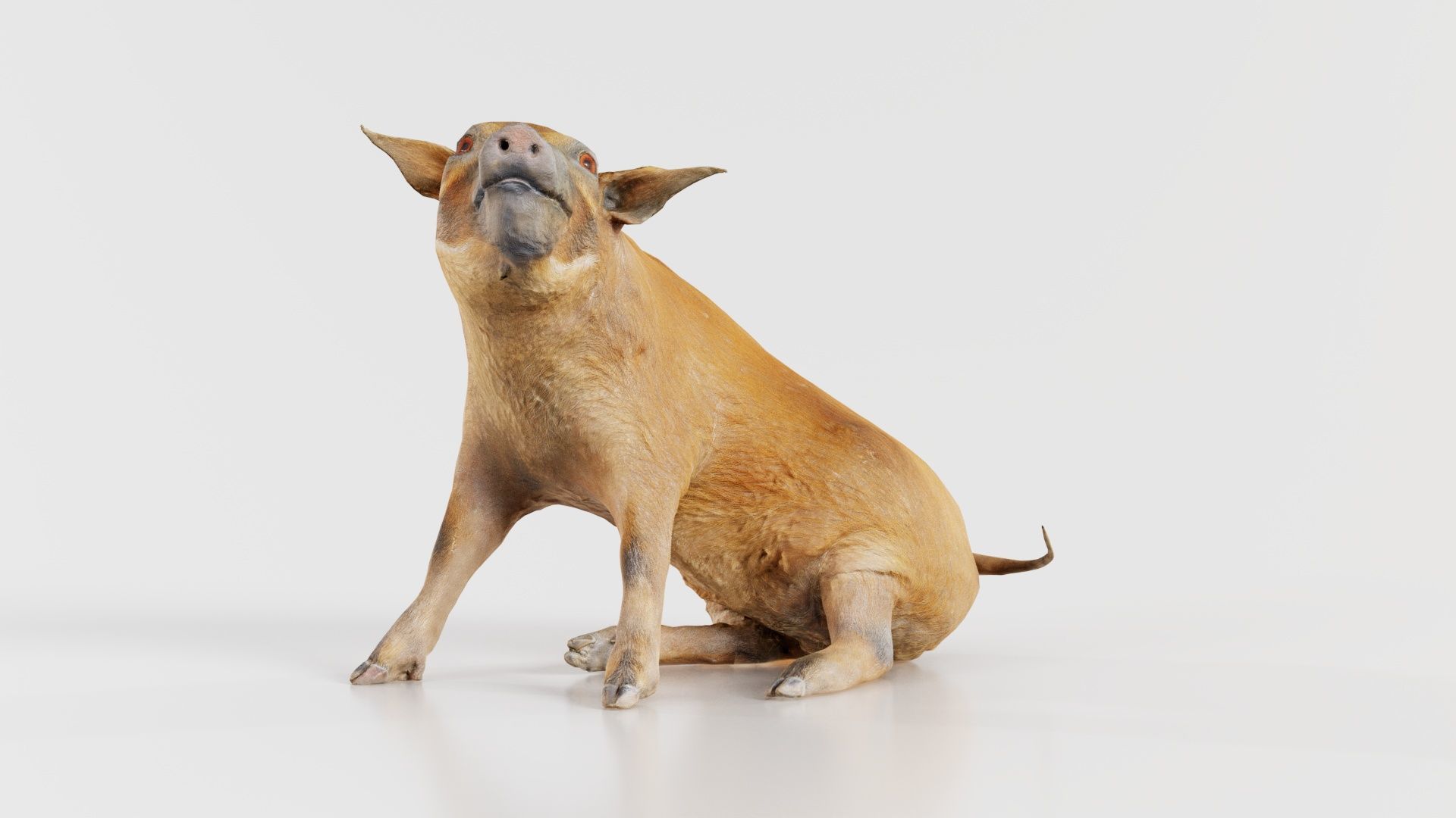 Red River Hog Pig Potamochoerus Porcus Low-poly 3D model_8