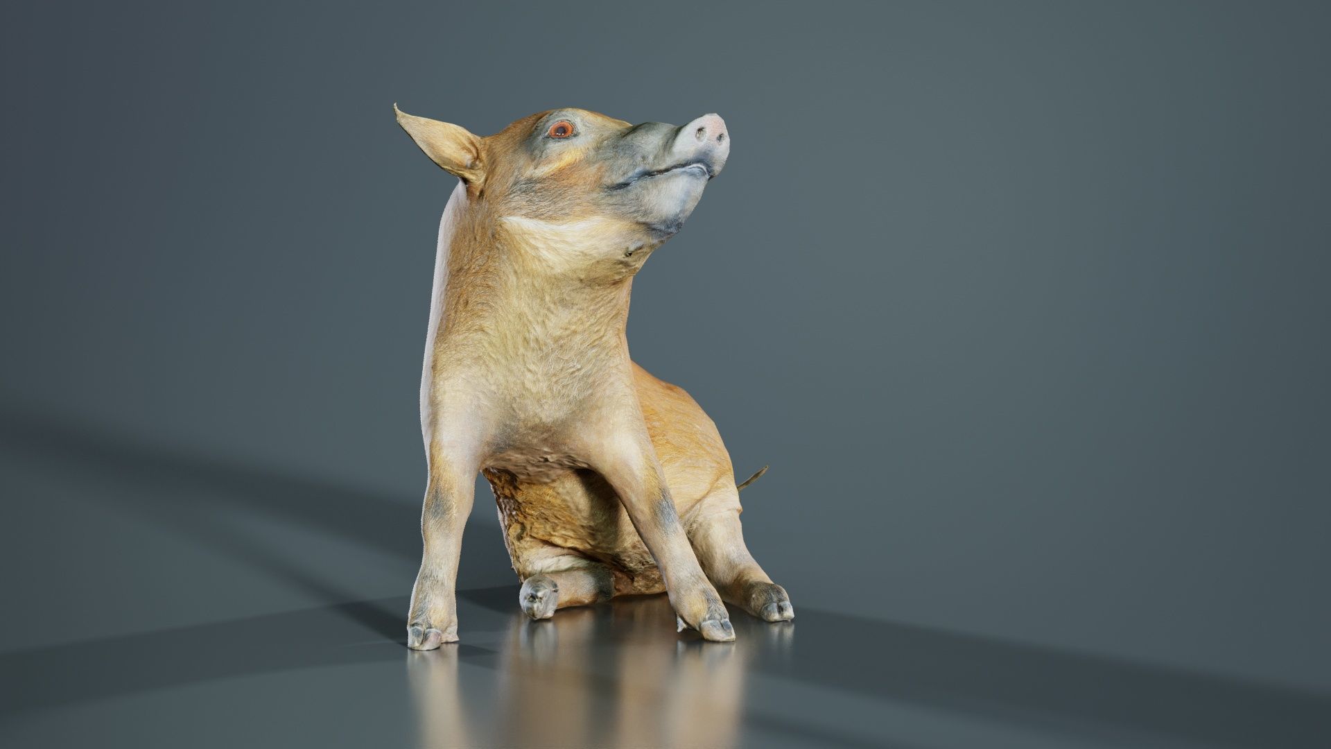 Red River Hog Pig Potamochoerus Porcus Low-poly 3D model_3