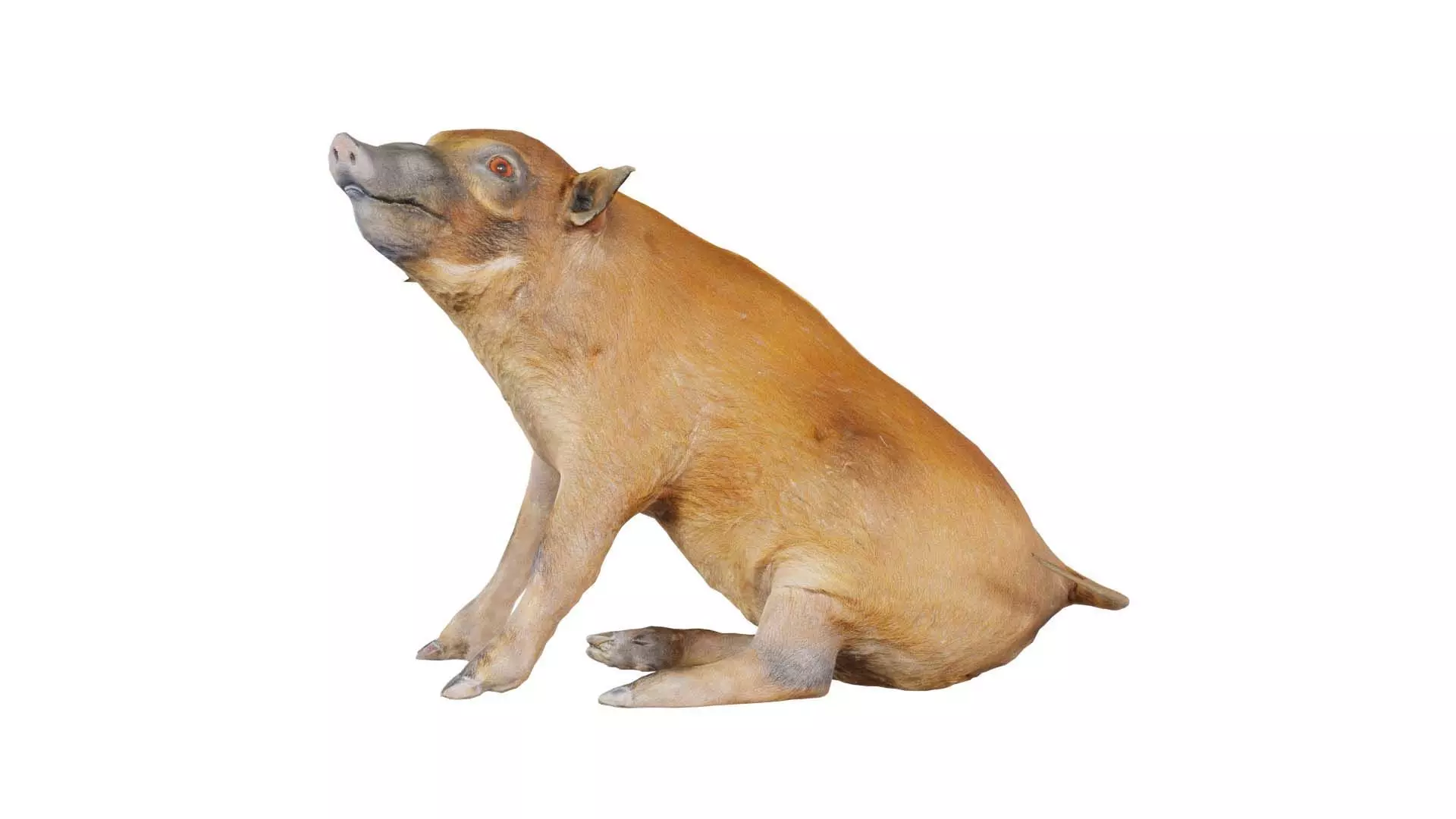 Red River Hog Pig Potamochoerus Porcus Low-poly 3D model_0