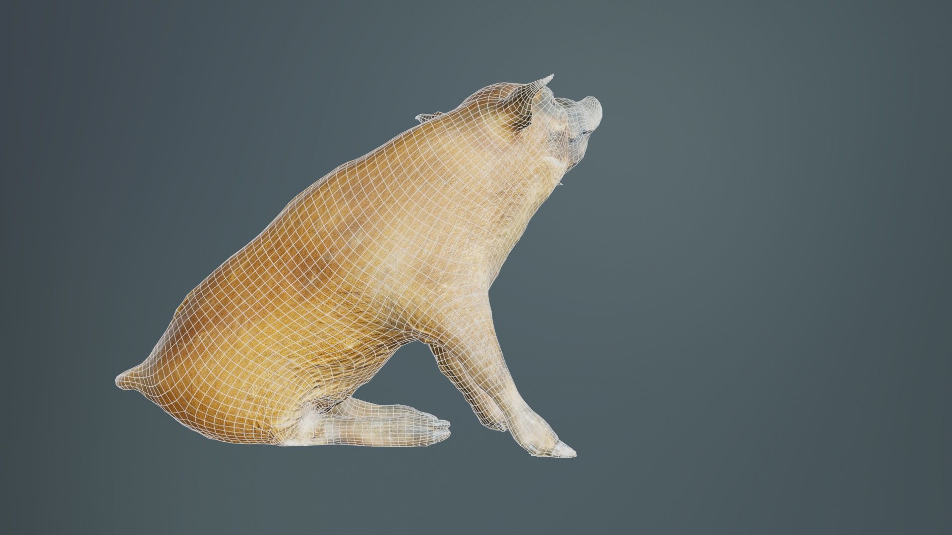 Red River Hog Pig Potamochoerus Porcus Low-poly 3D model_10