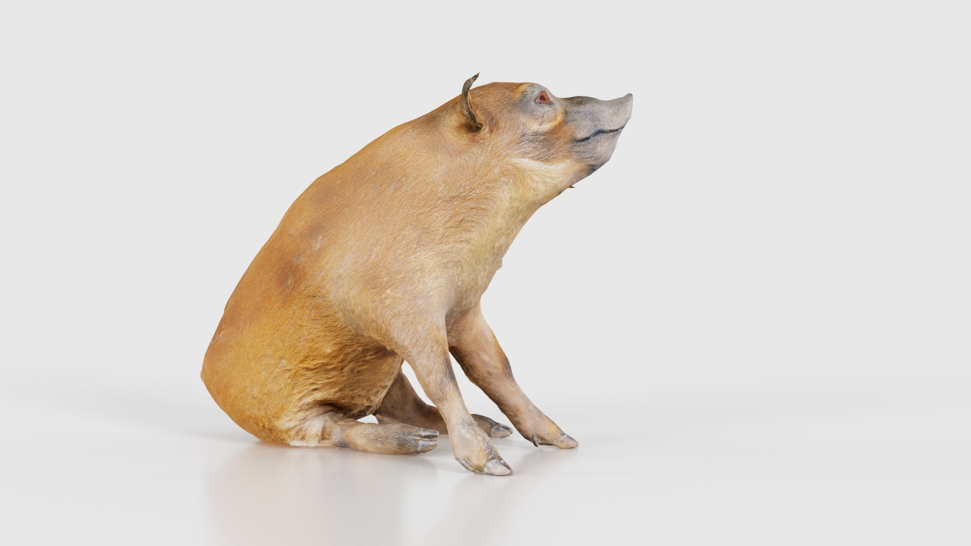 Red River Hog Pig Potamochoerus Porcus Low-poly 3D model_20