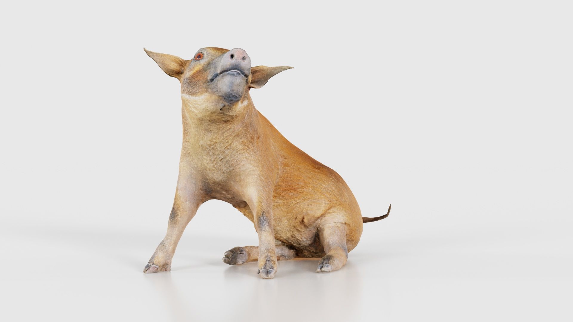 Red River Hog Pig Potamochoerus Porcus Low-poly 3D model_17