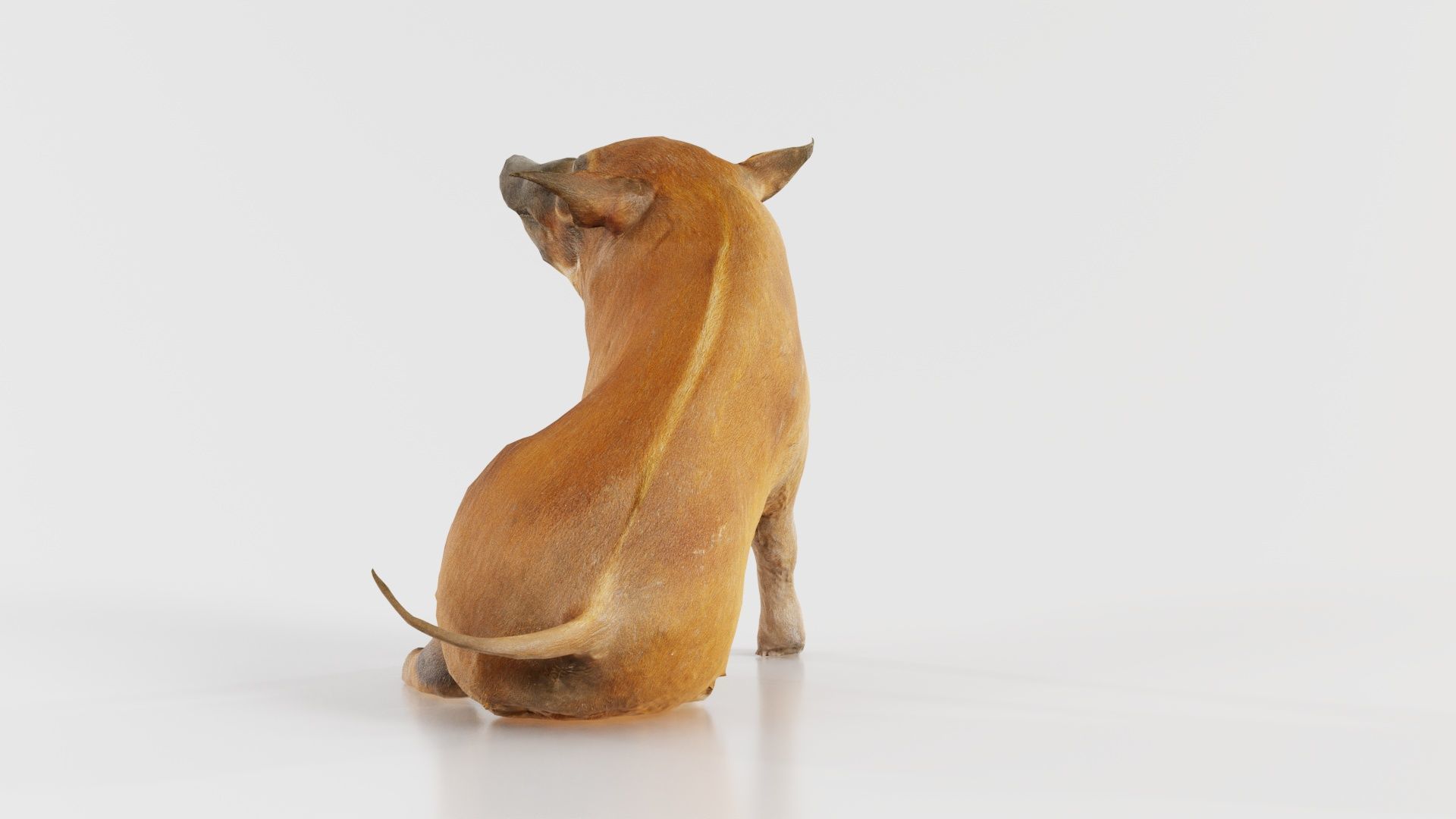 Red River Hog Pig Potamochoerus Porcus Low-poly 3D model_6