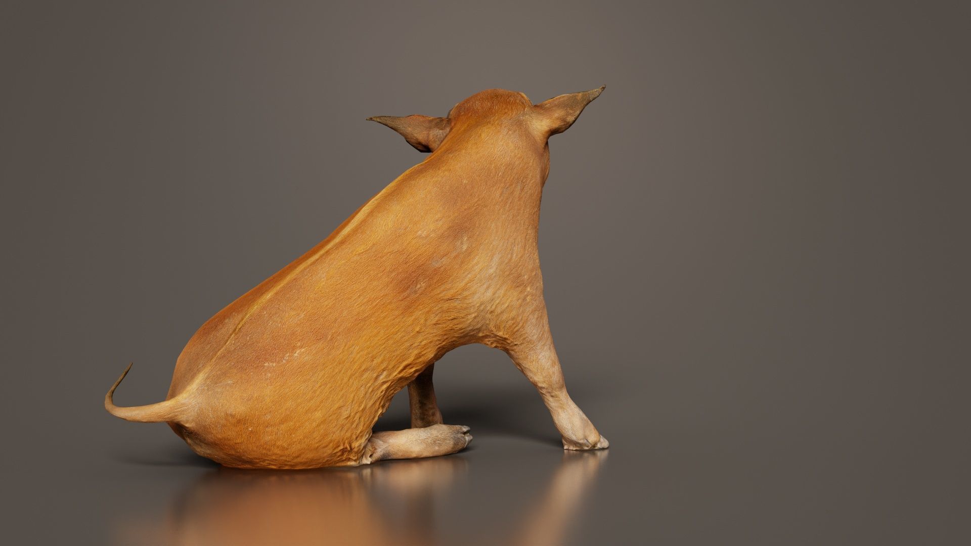 Red River Hog Pig Potamochoerus Porcus Low-poly 3D model_1