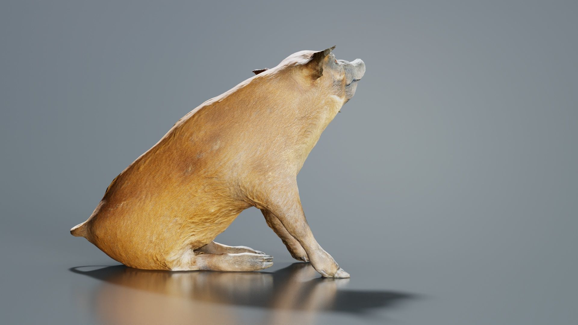 Red River Hog Pig Potamochoerus Porcus Low-poly 3D model_7
