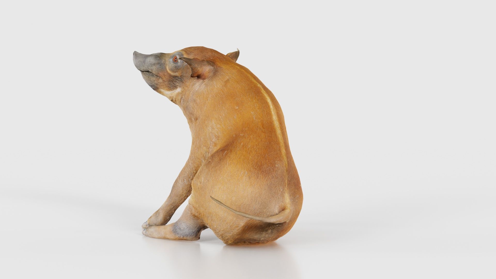 Red River Hog Pig Potamochoerus Porcus Low-poly 3D model_25