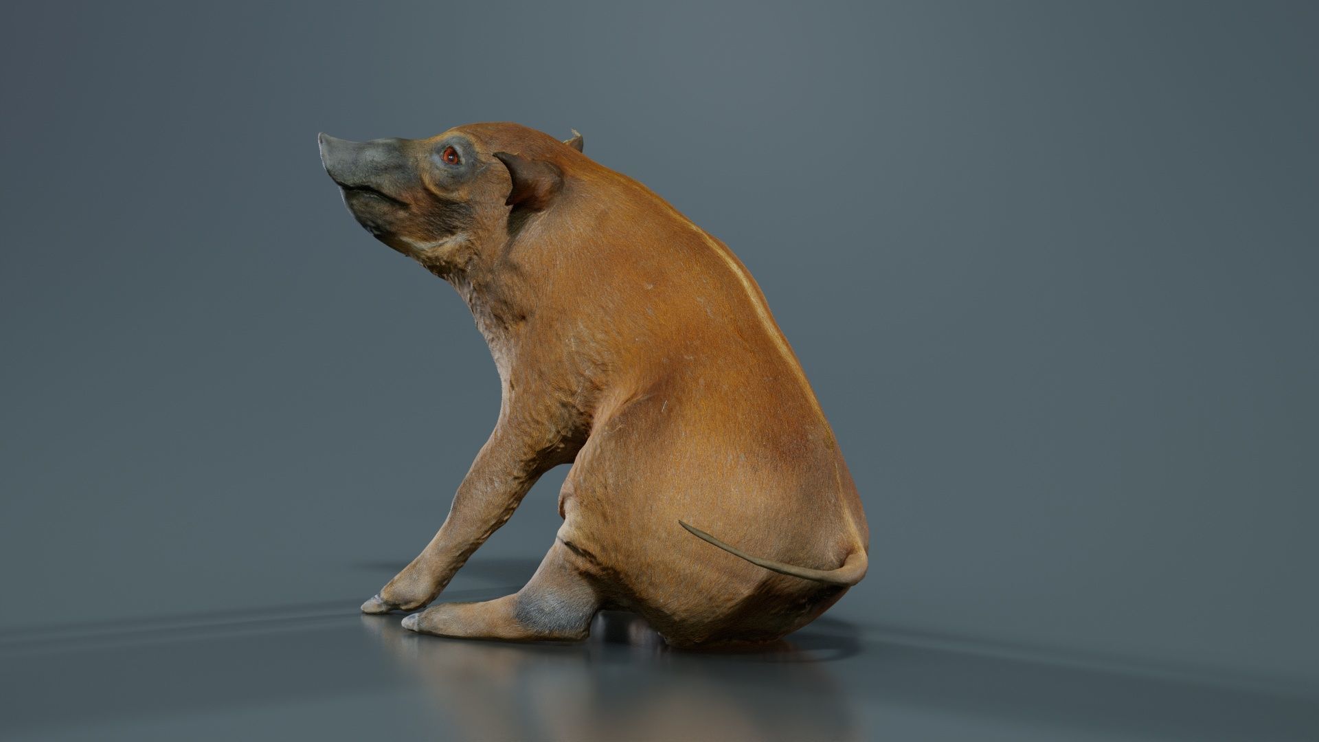 Red River Hog Pig Potamochoerus Porcus Low-poly 3D model_5