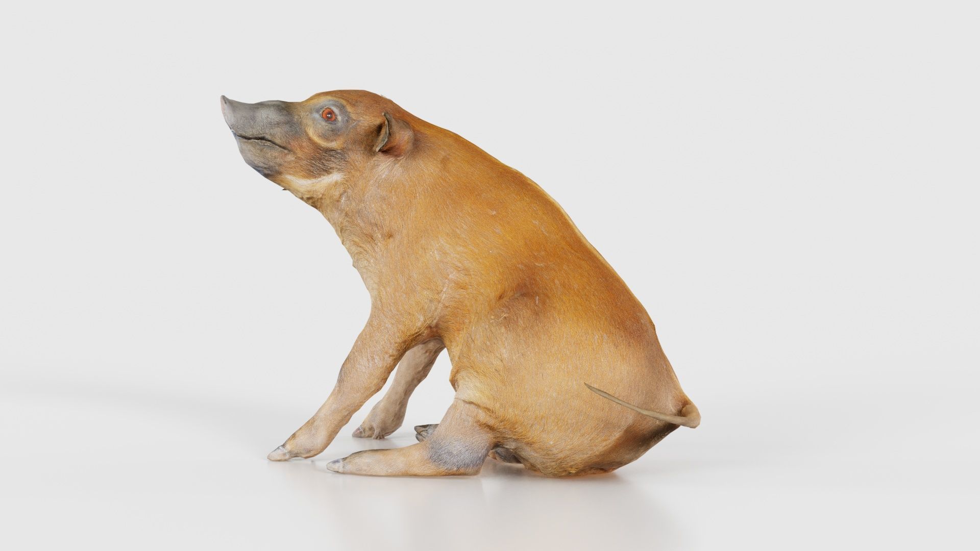 Red River Hog Pig Potamochoerus Porcus Low-poly 3D model_26