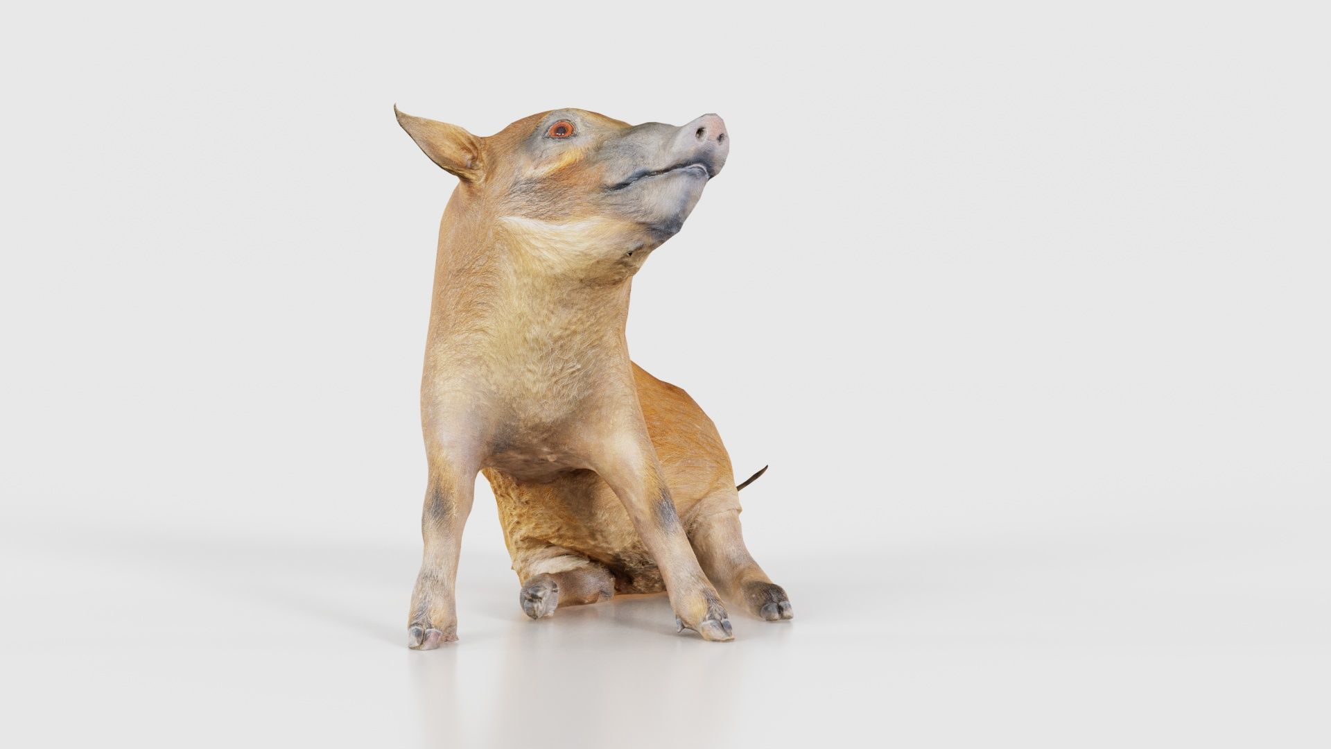 Red River Hog Pig Potamochoerus Porcus Low-poly 3D model_18