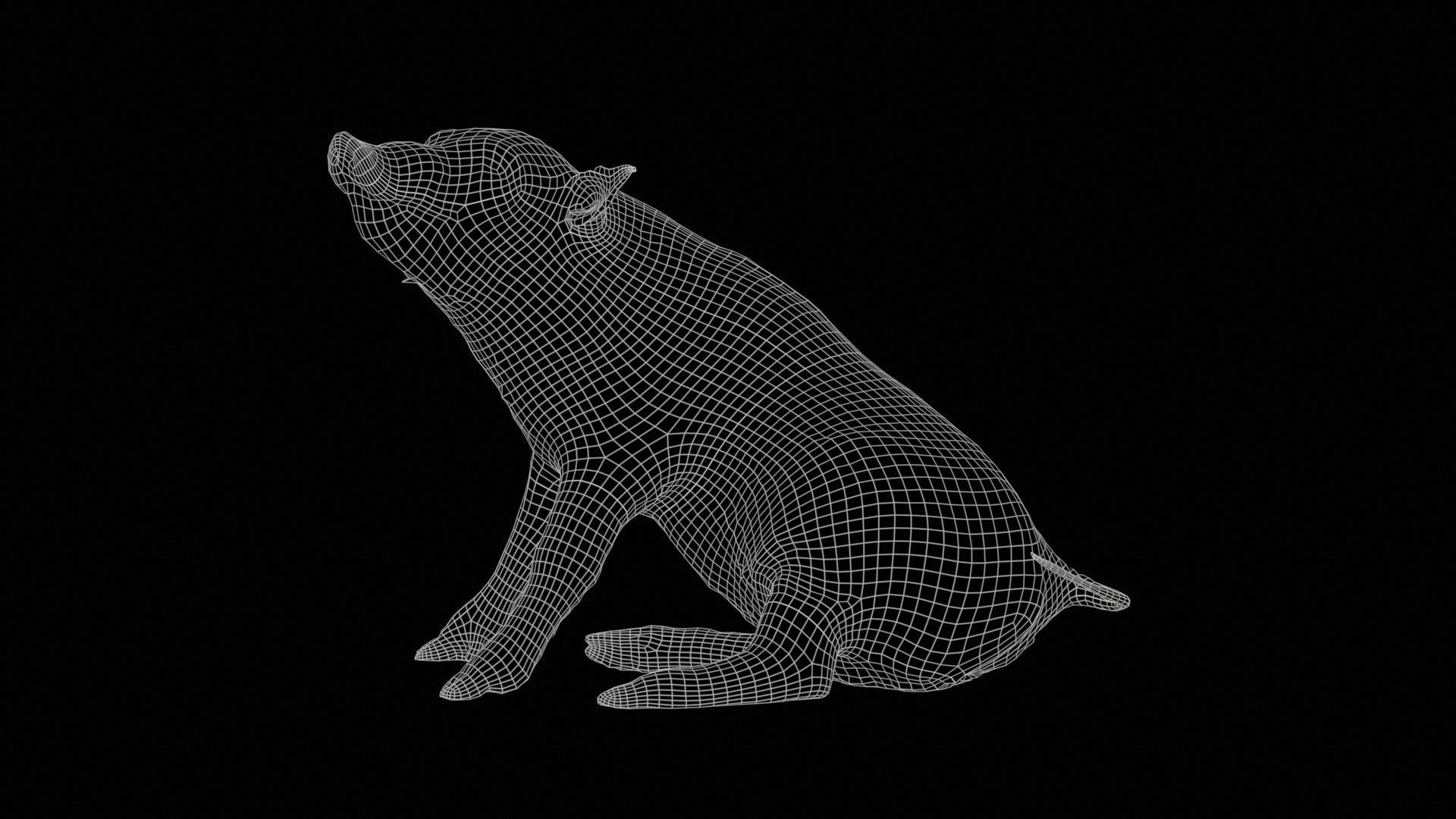 Red River Hog Pig Potamochoerus Porcus Low-poly 3D model_11