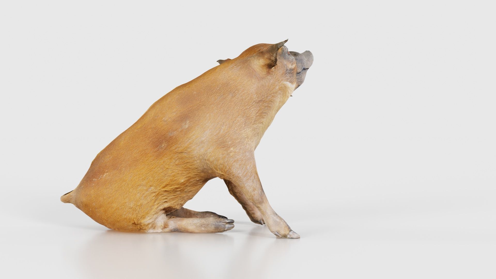 Red River Hog Pig Potamochoerus Porcus Low-poly 3D model_21