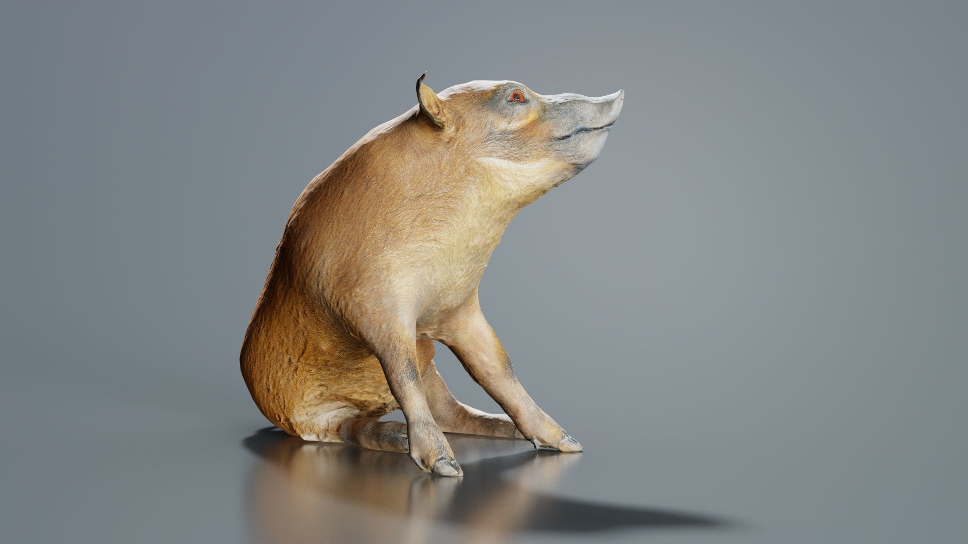 Red River Hog Pig Potamochoerus Porcus Low-poly 3D model_4