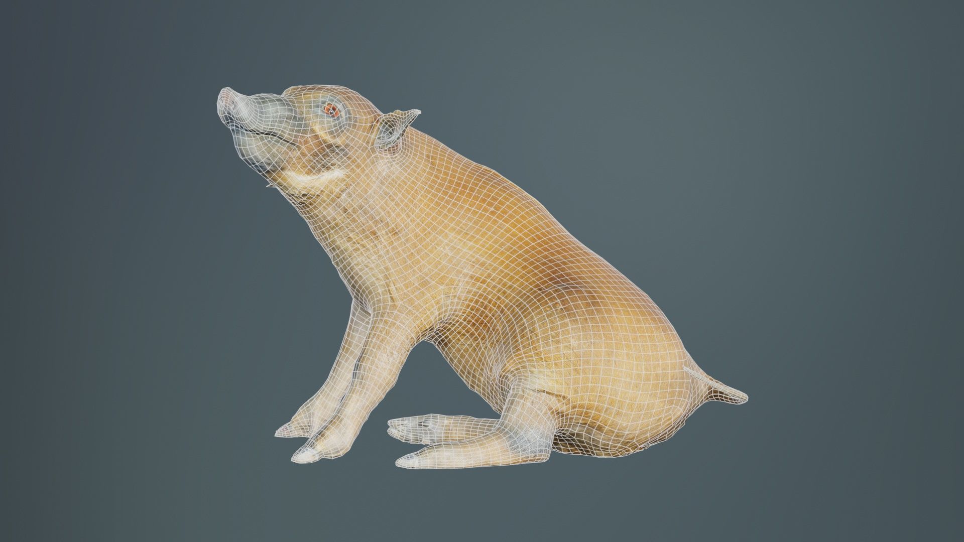 Red River Hog Pig Potamochoerus Porcus Low-poly 3D model_9