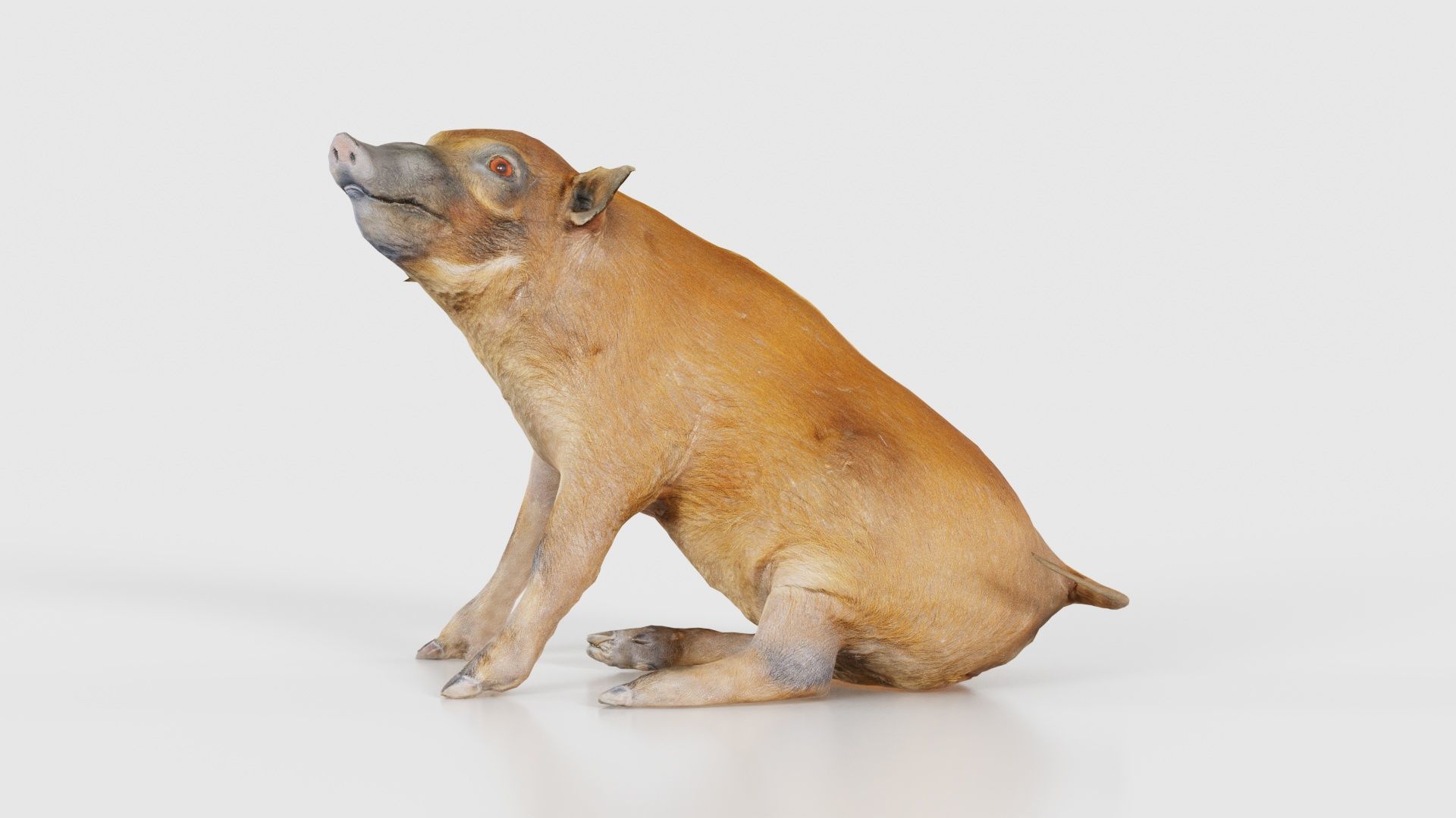 Red River Hog Pig Potamochoerus Porcus Low-poly 3D model_15