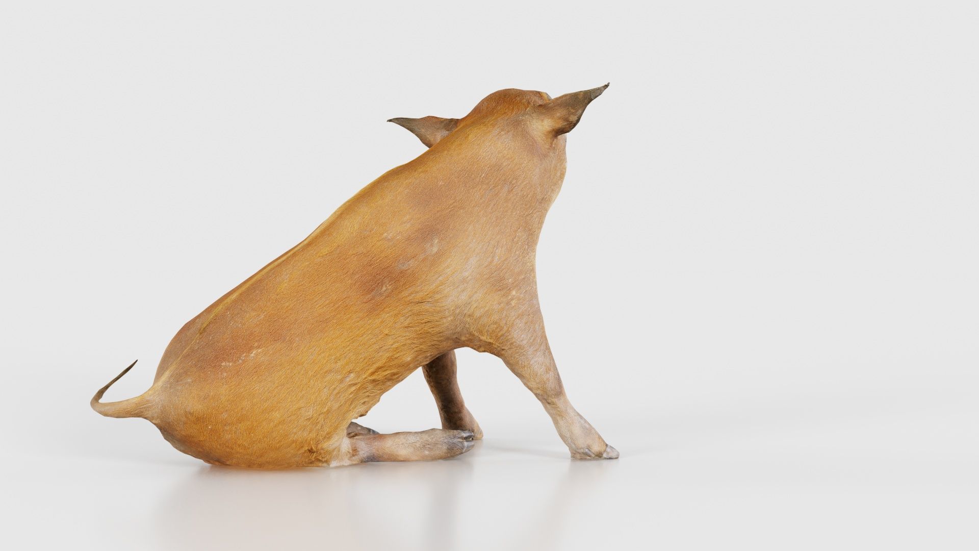 Red River Hog Pig Potamochoerus Porcus Low-poly 3D model_22