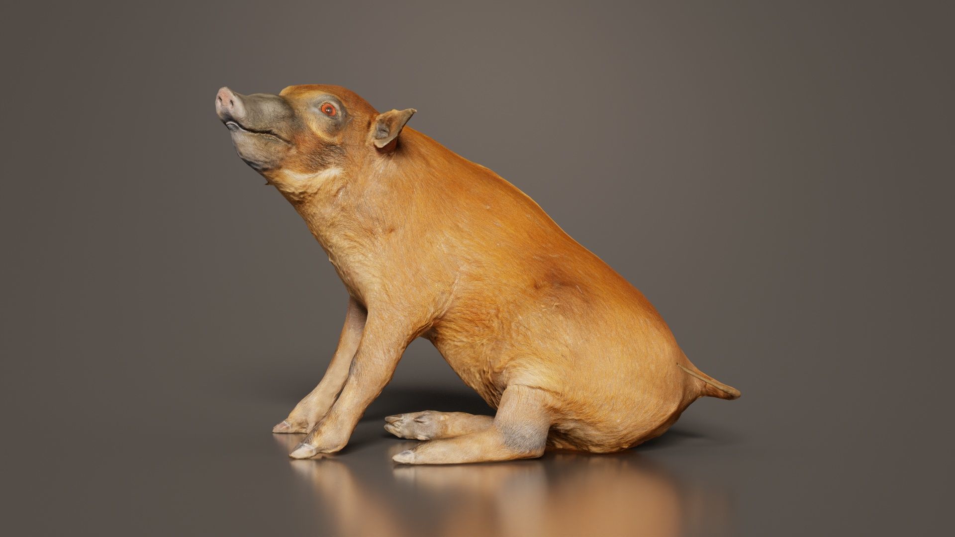 Red River Hog Pig Potamochoerus Porcus Low-poly 3D model_2